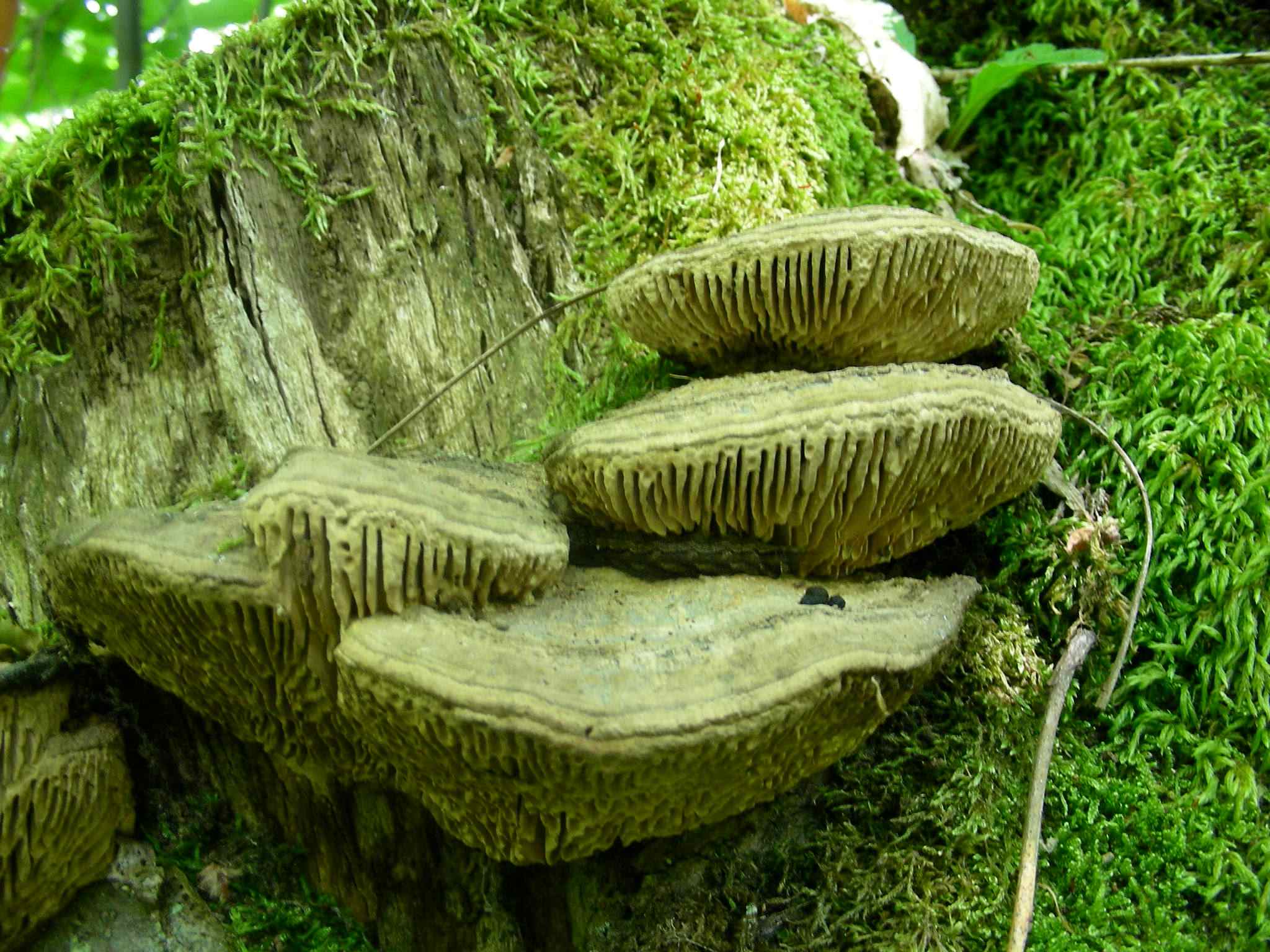 1354 Maggio vecchio ritrovamento