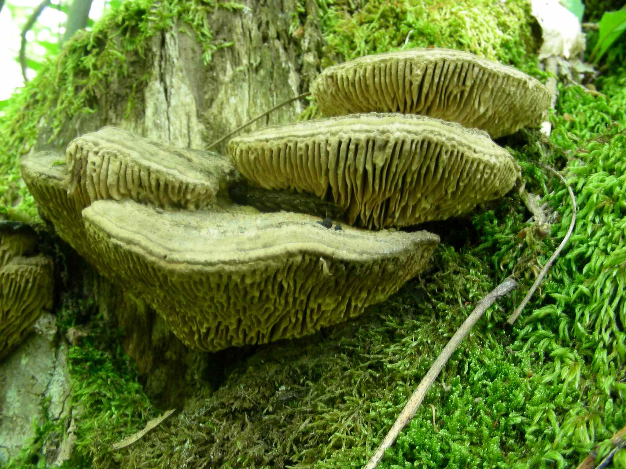 1354 Maggio vecchio ritrovamento