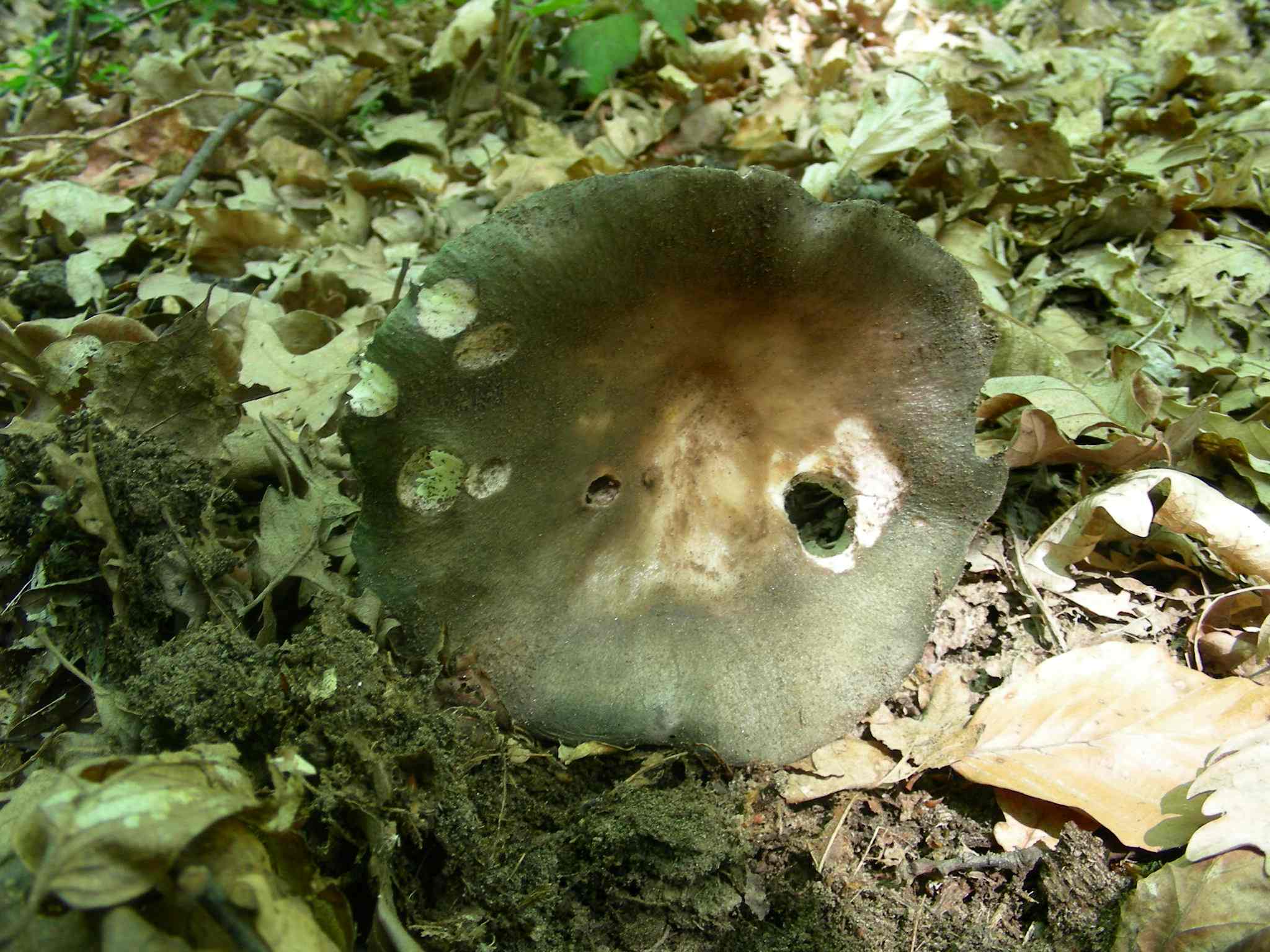 1358 Maggio vecchio ritrovamento