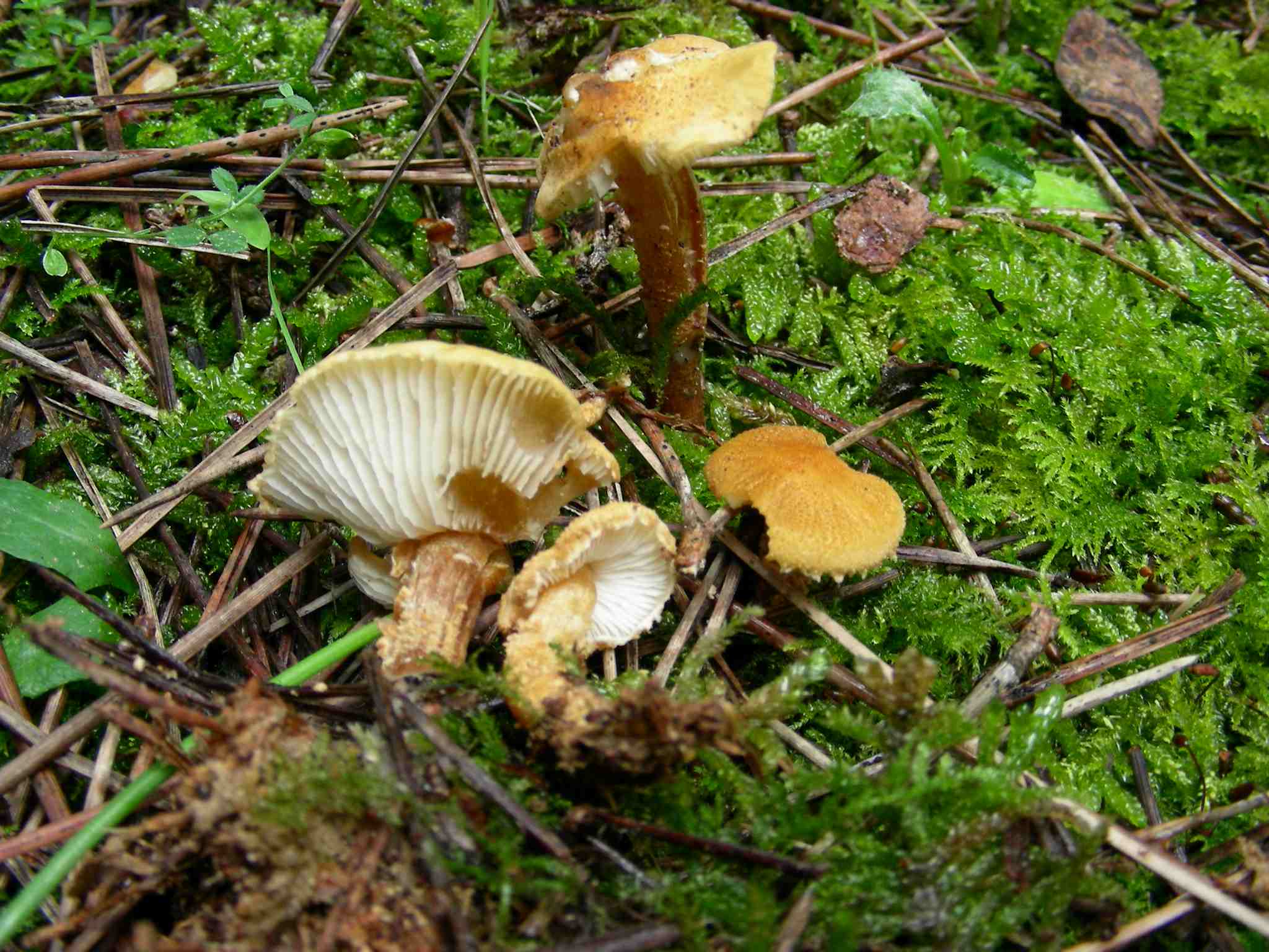 1330 Maggio vecchio ritrovamento