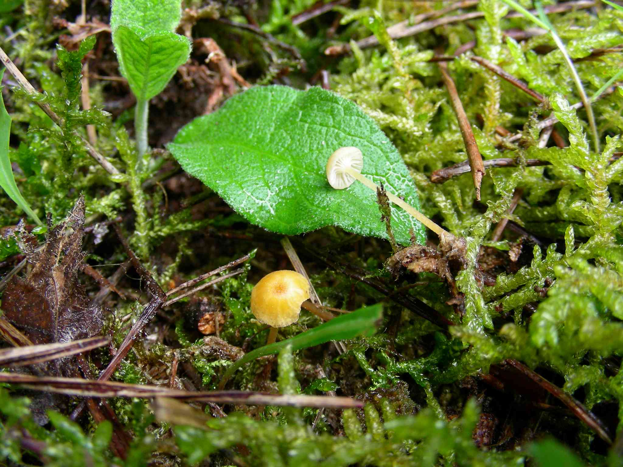 1331 Maggio vecchio ritrovamento