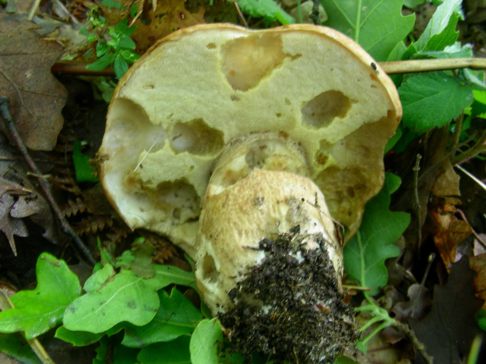 1333 Maggio vecchio ritrovamento