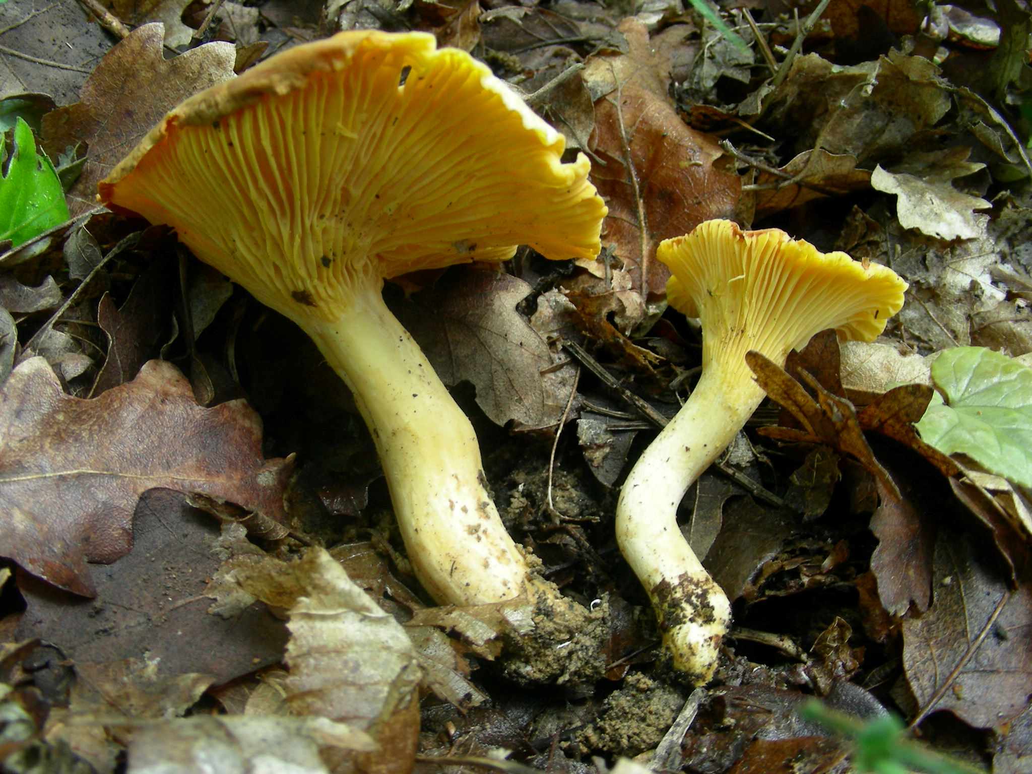 1334 Maggio vecchio ritrovamento