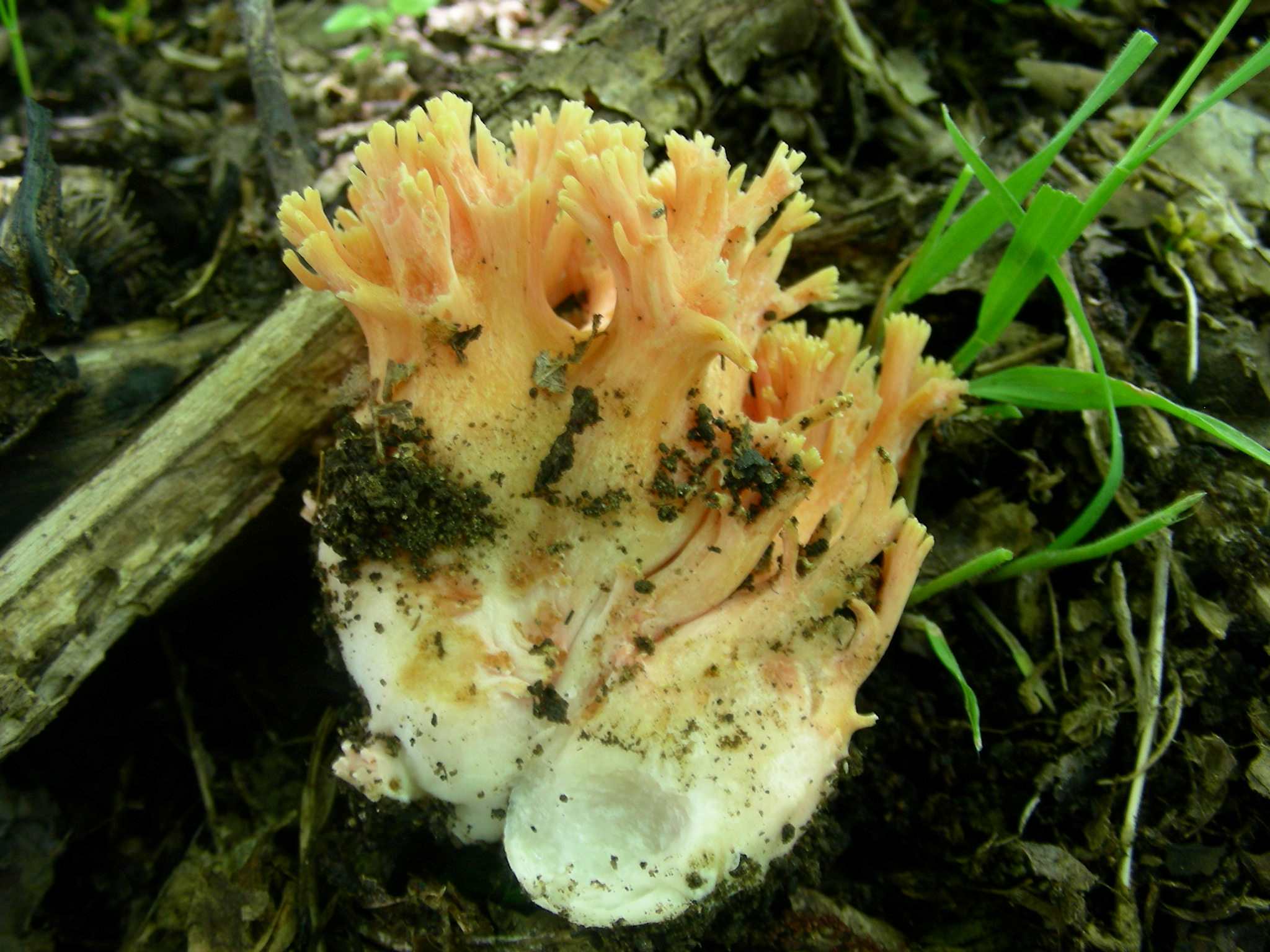 1335 Maggio vecchio ritrovamento