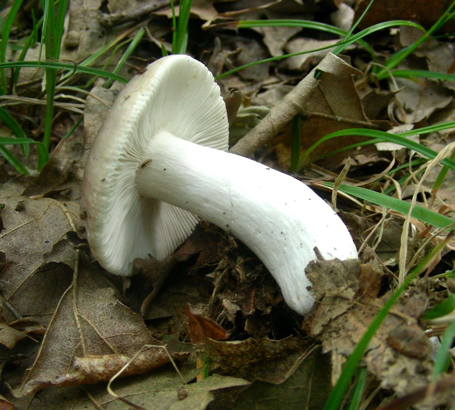 1336 Maggio vecchio ritrovamento