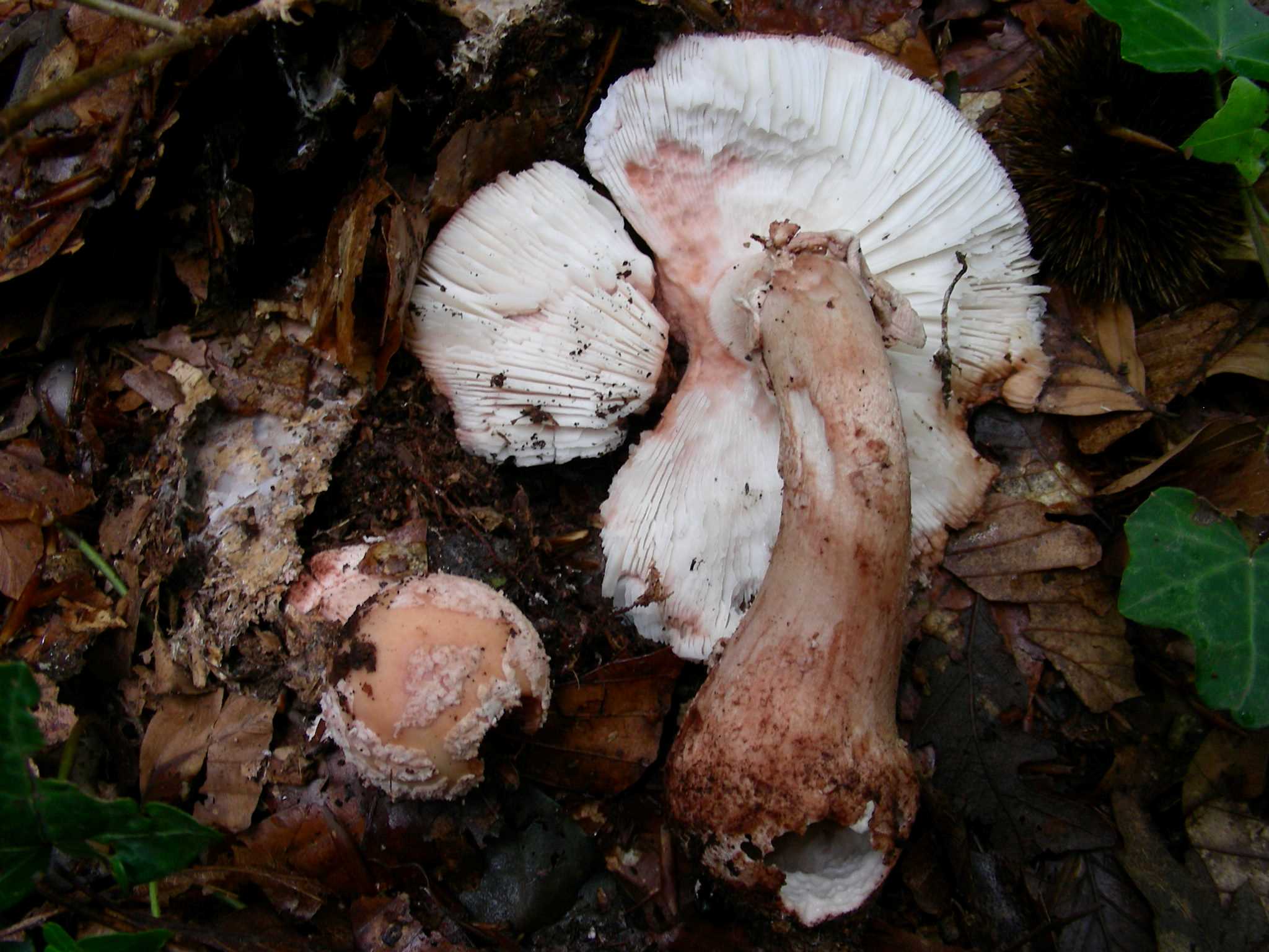 1370 Giugno vecchio ritrovamento.