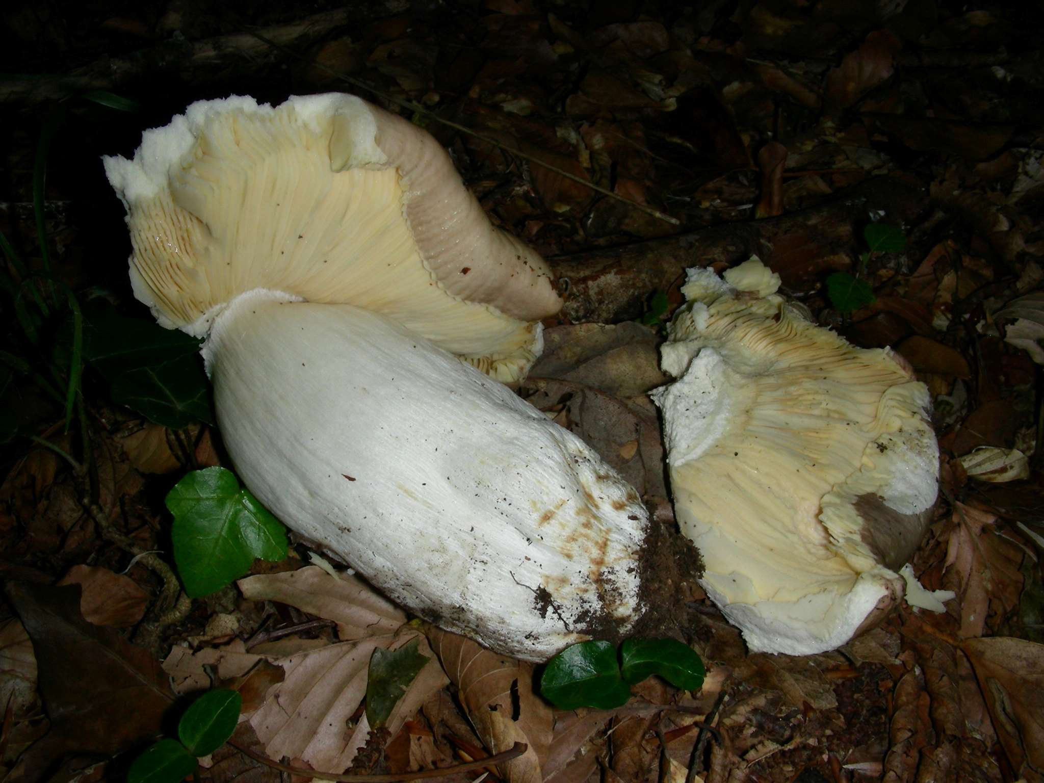 1373Giugno vecchio ritrovamento