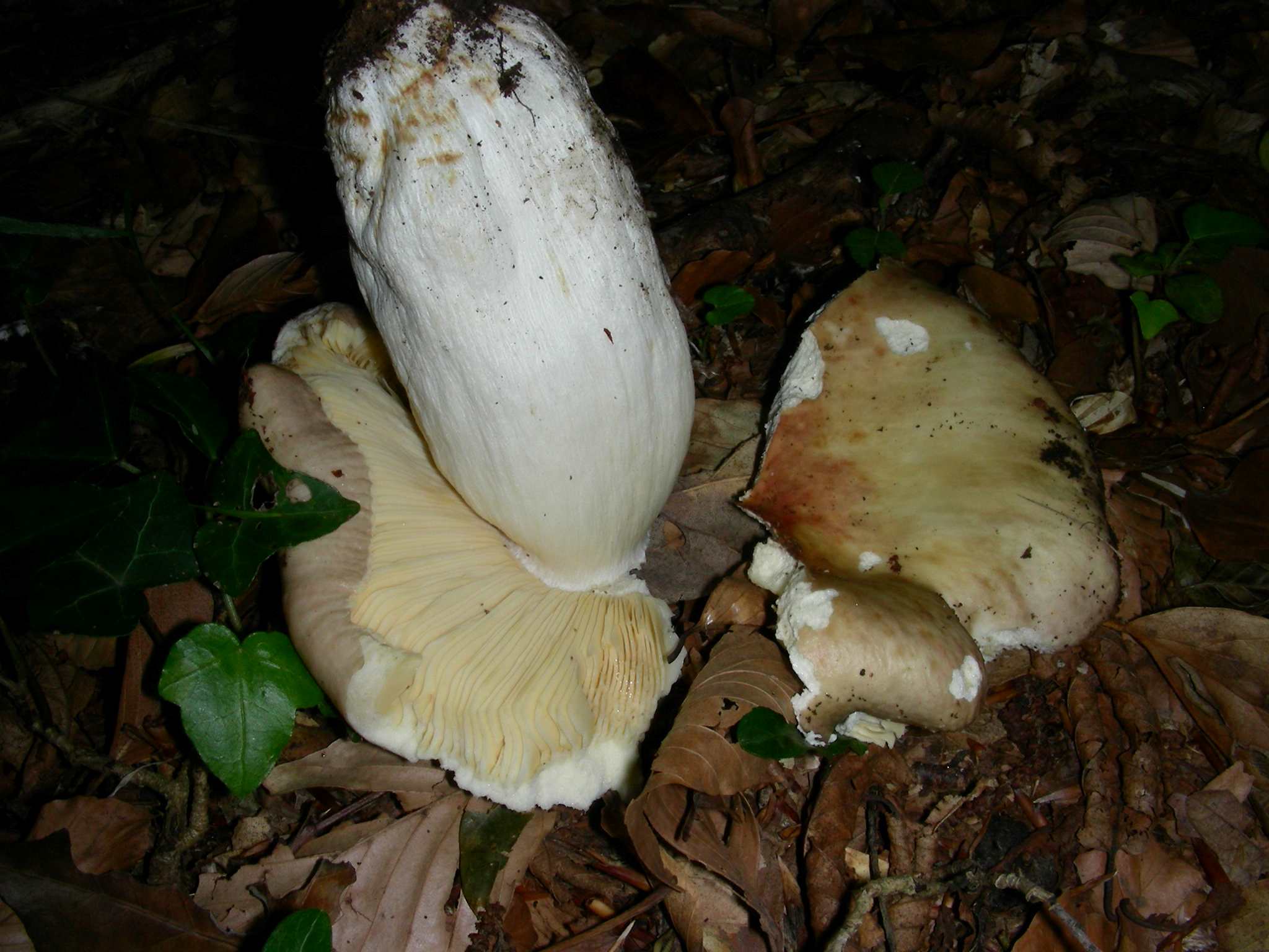 1373Giugno vecchio ritrovamento