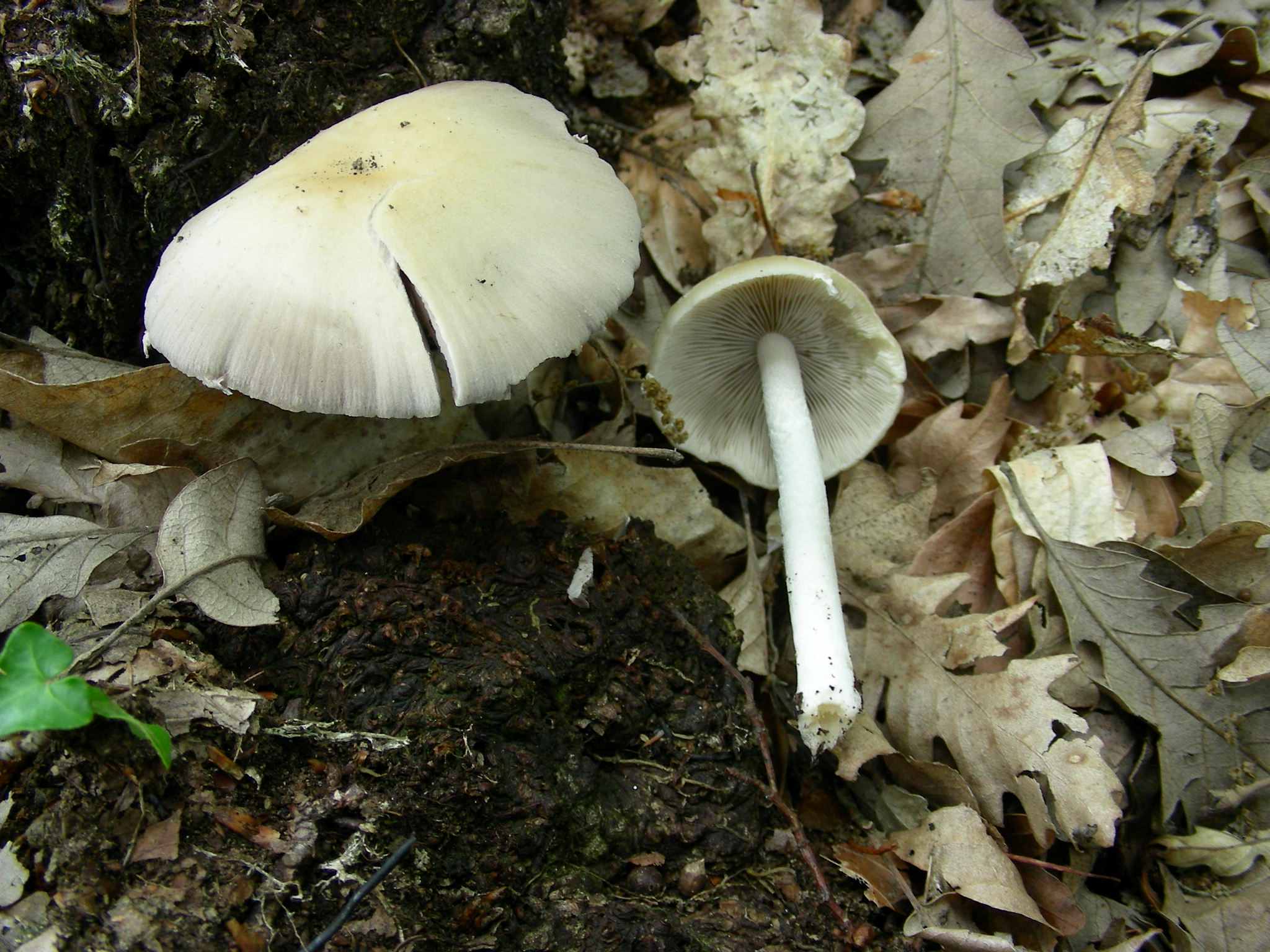 1374 Giugno vecchio ritrovamento