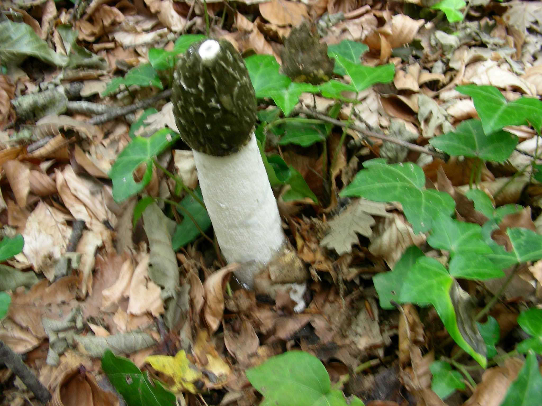 1375 Giugno vecchio ritrovamento