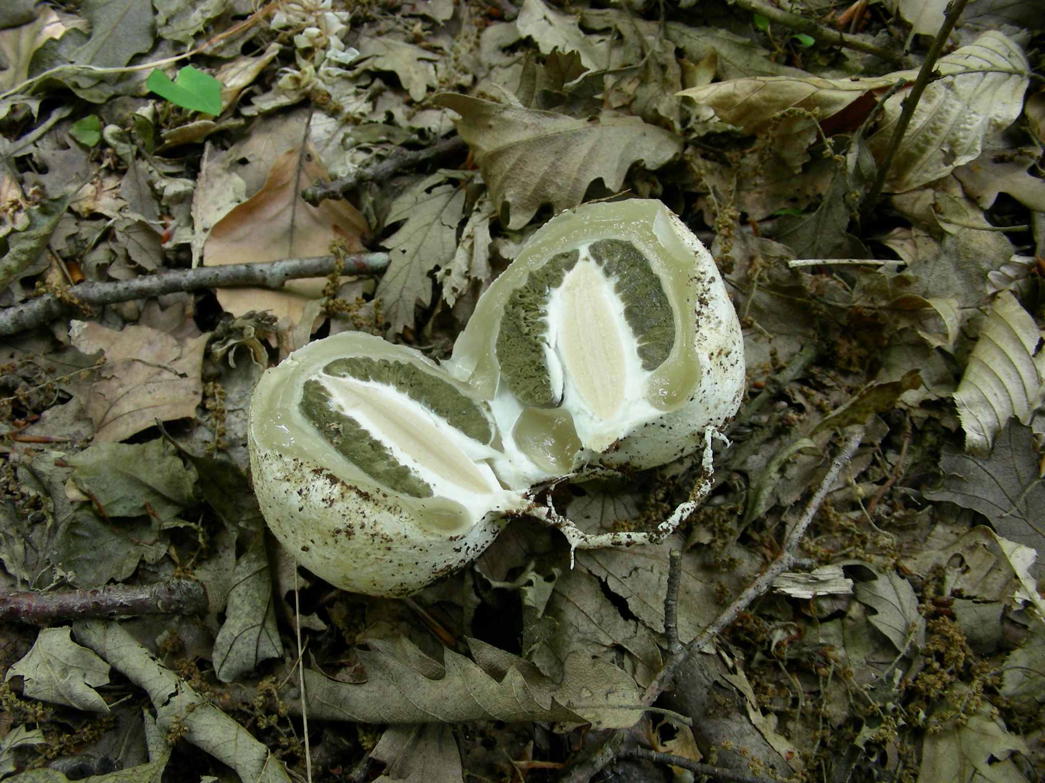 1376 Giugno vecchio ritrovamento