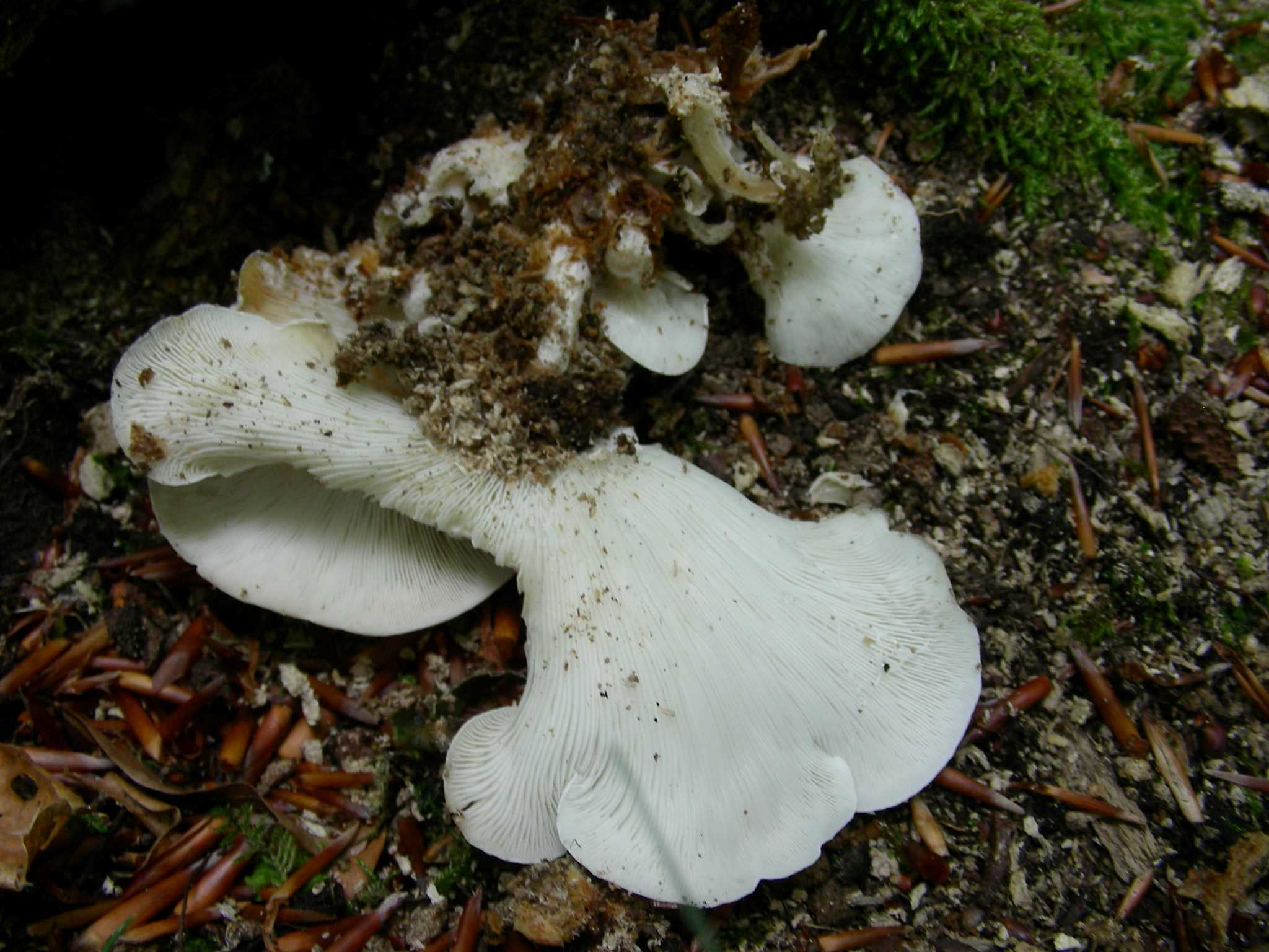 1377 Giugno vecchio ritrovamento