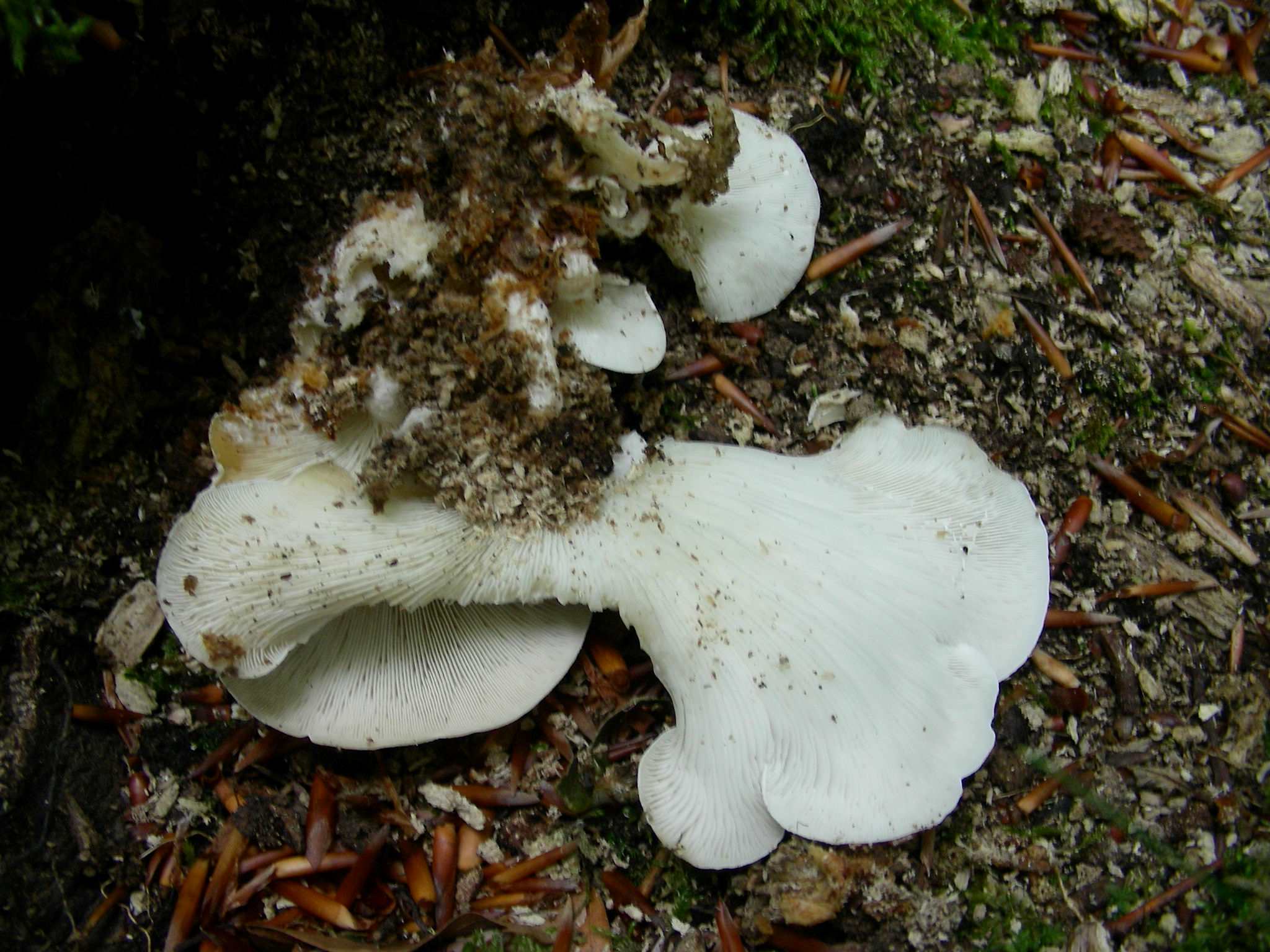 1377 Giugno vecchio ritrovamento