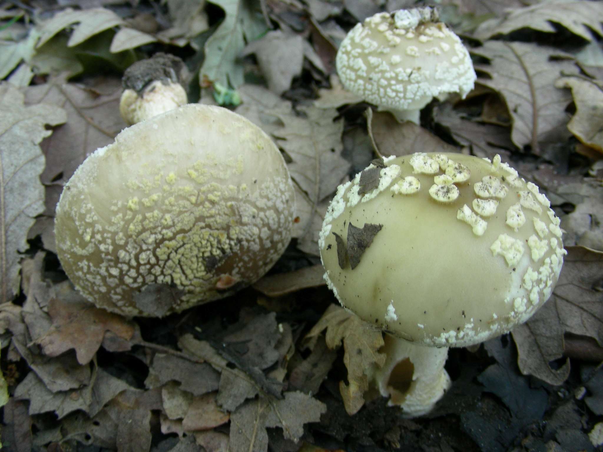 1378 Giugno vecchio ritrovamento