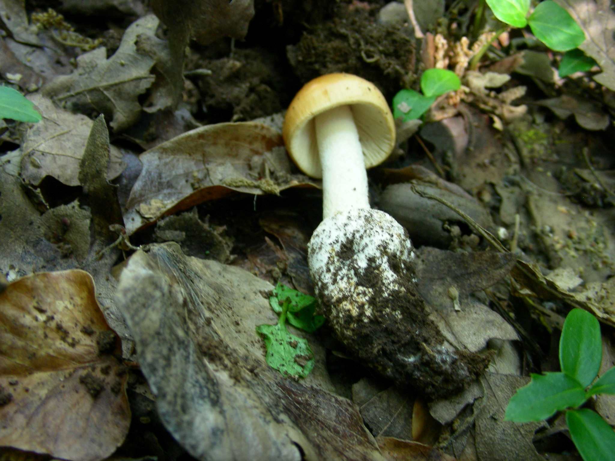 1380 Giugno vecchio ritrovamento