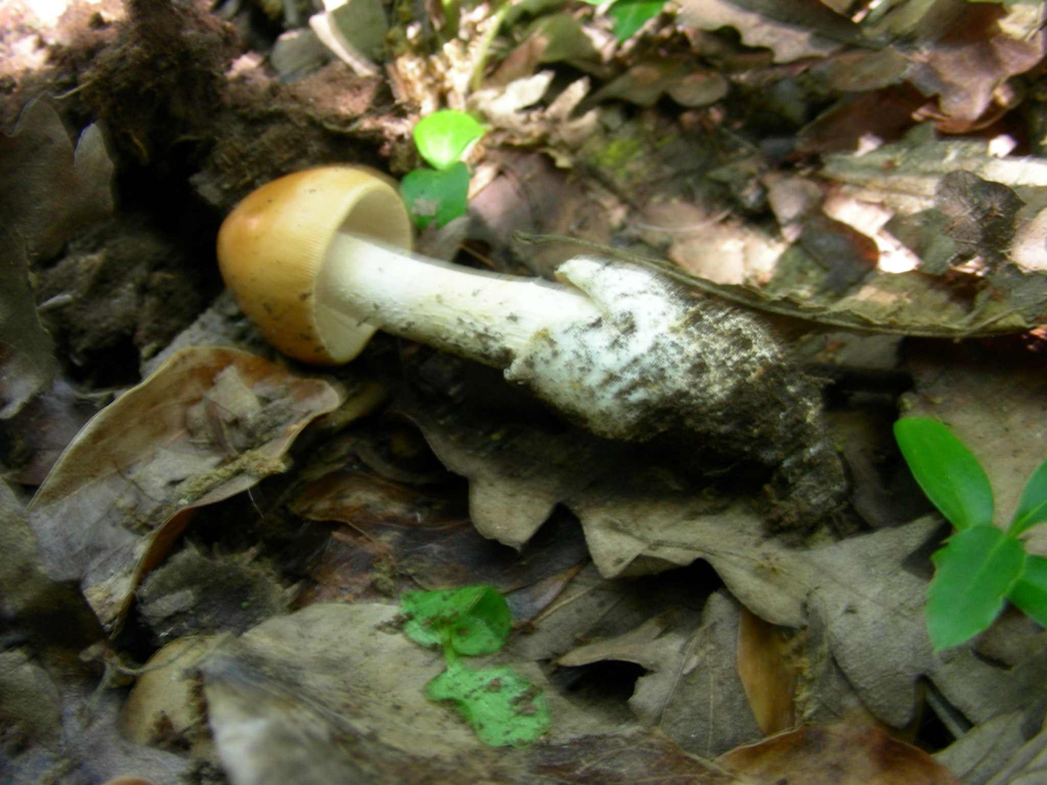 1380 Giugno vecchio ritrovamento