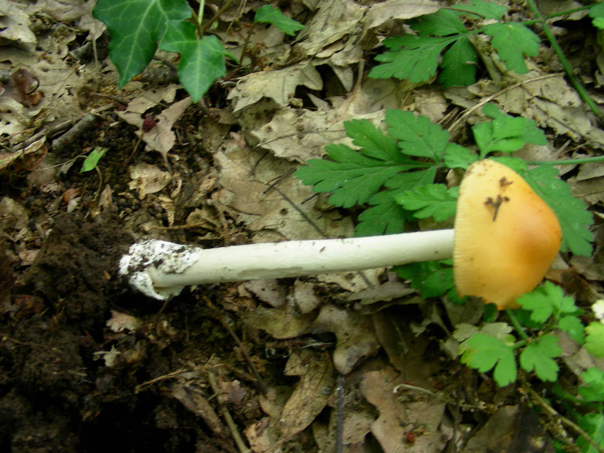 1381Giugno vecchio ritrovamento