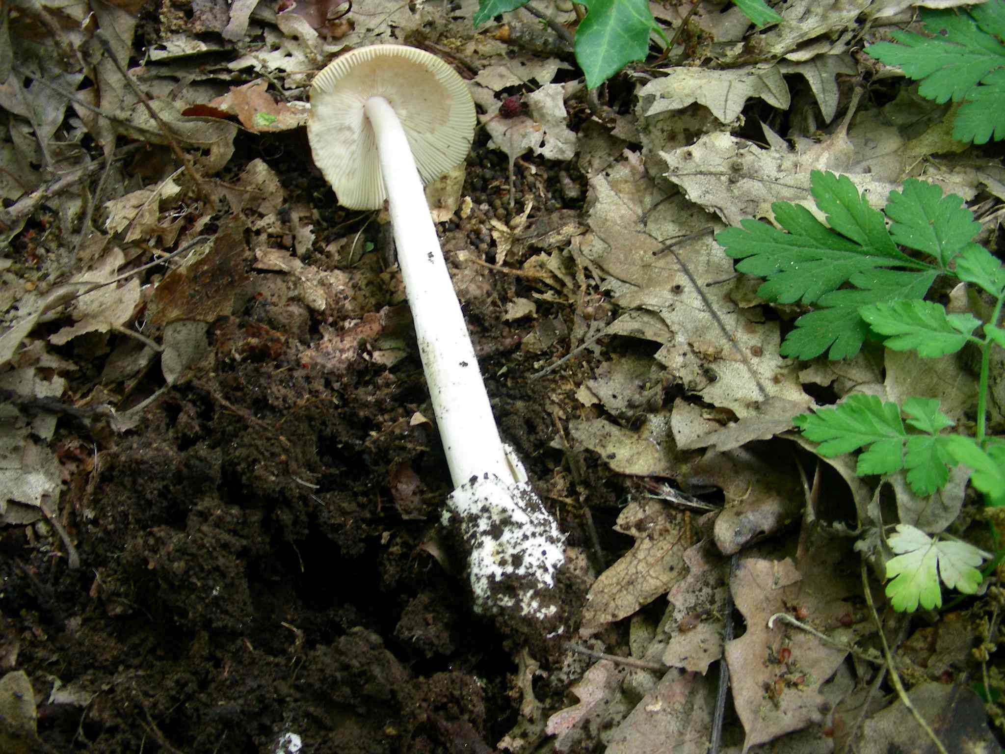 1381Giugno vecchio ritrovamento