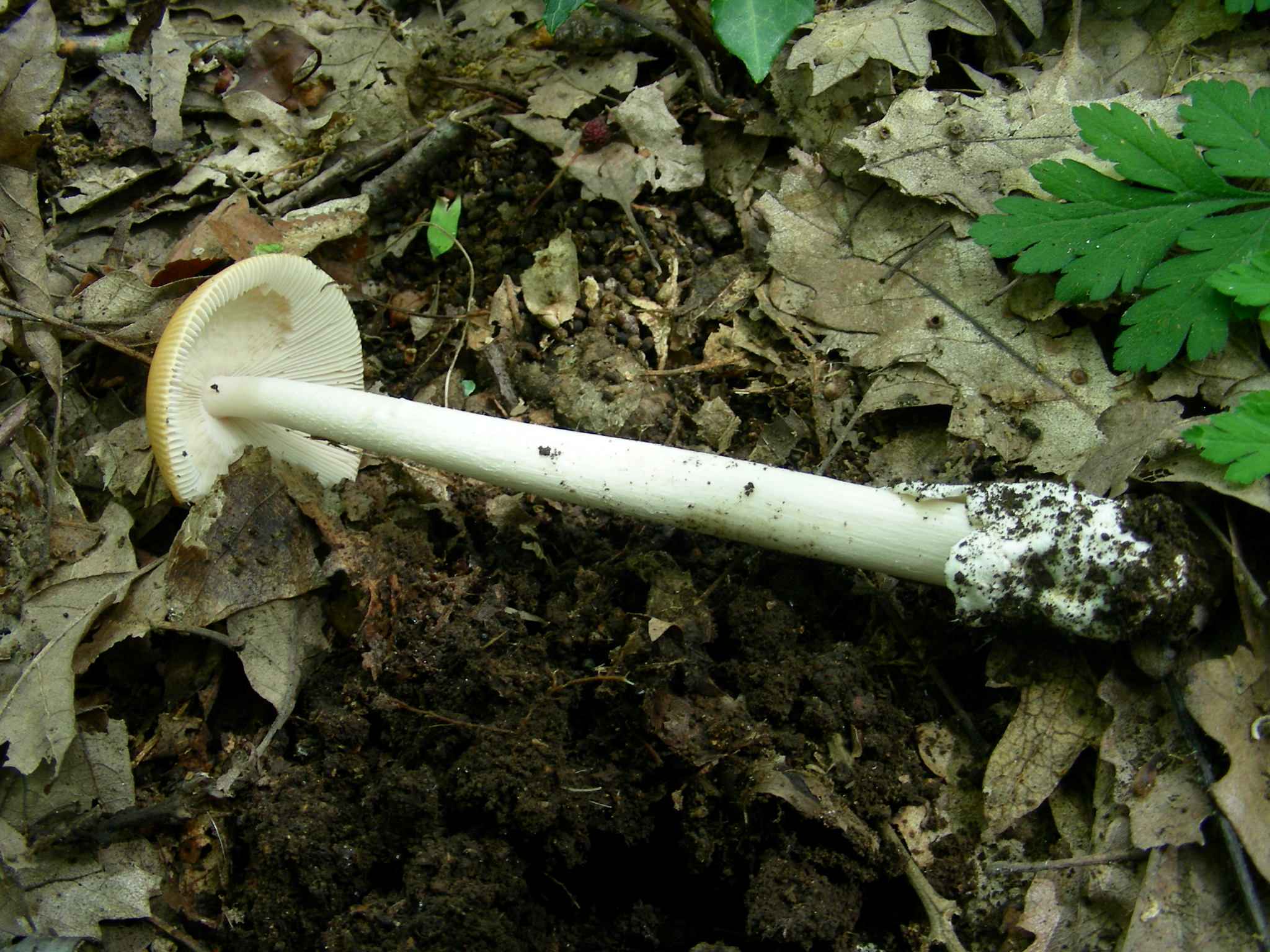 1381Giugno vecchio ritrovamento