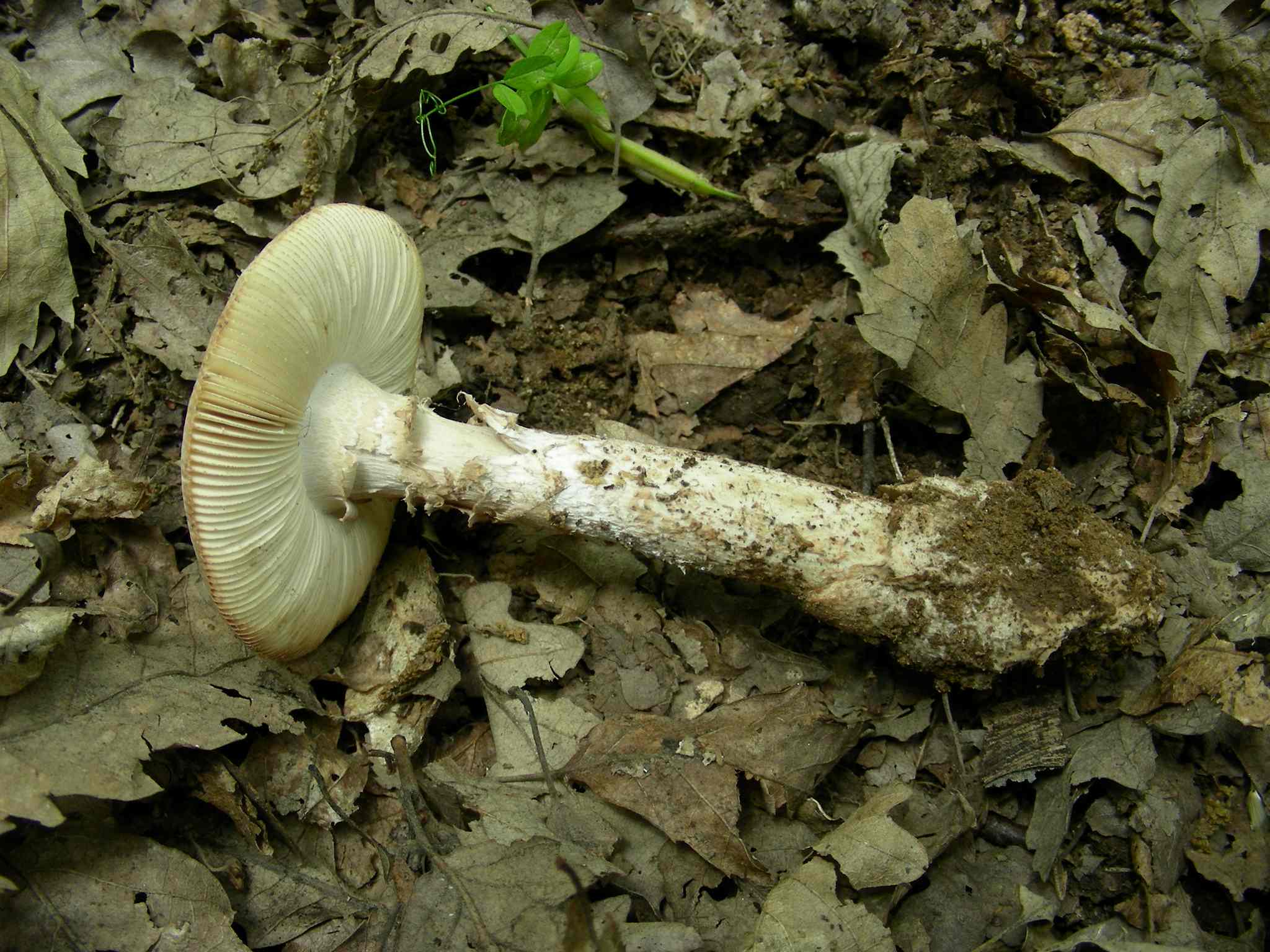 1382 Giugno vecchio ritrovamento