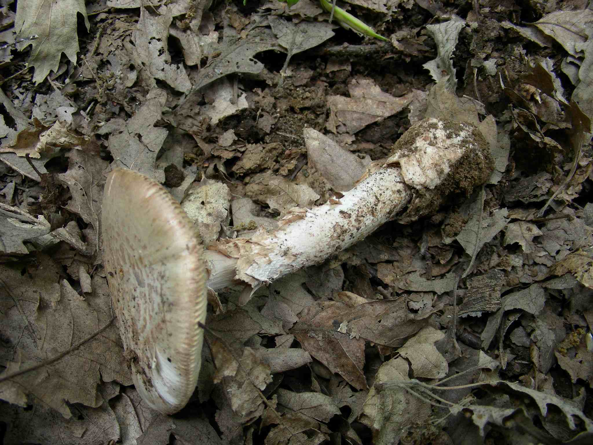 1382 Giugno vecchio ritrovamento