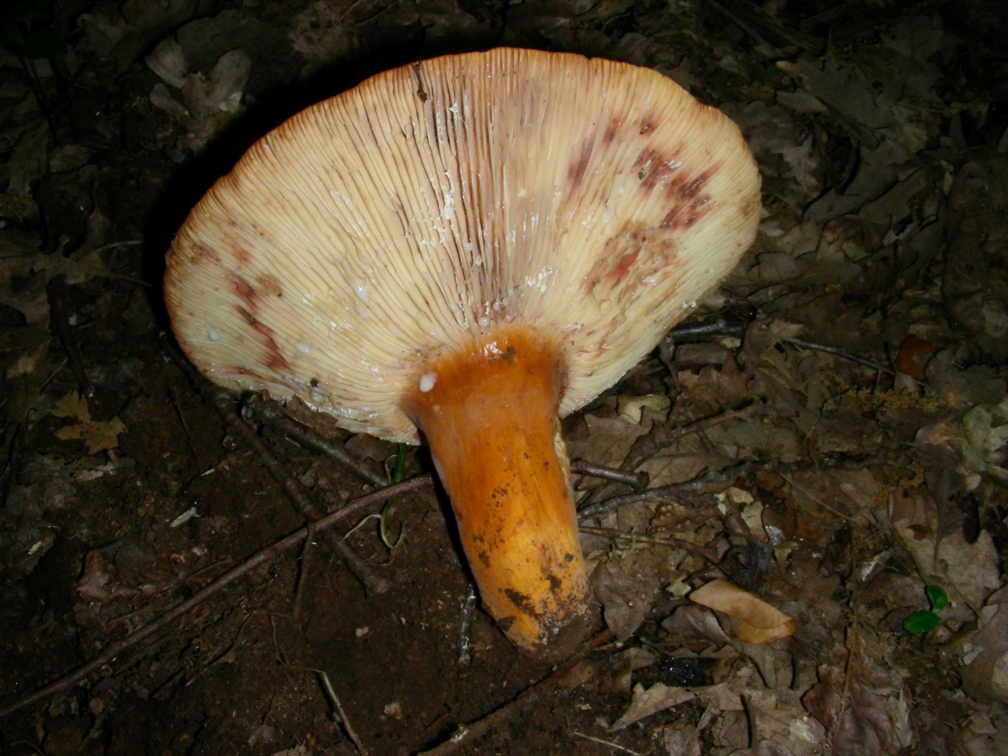 1384Giugno vecchio ritrovamento