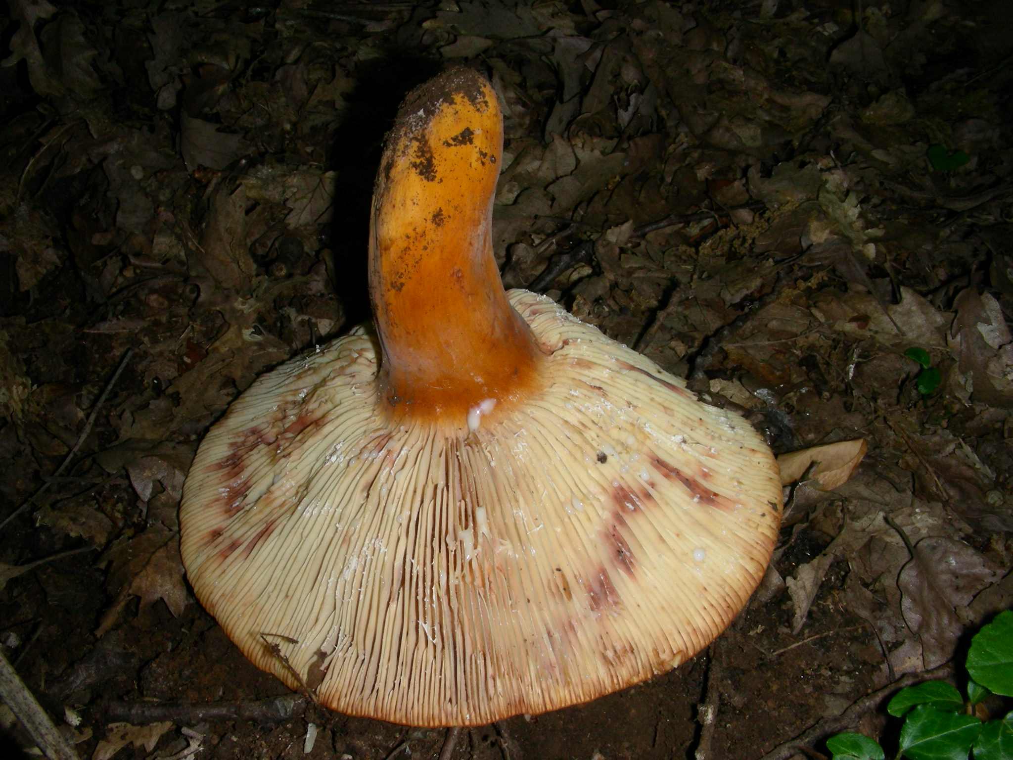 1384Giugno vecchio ritrovamento