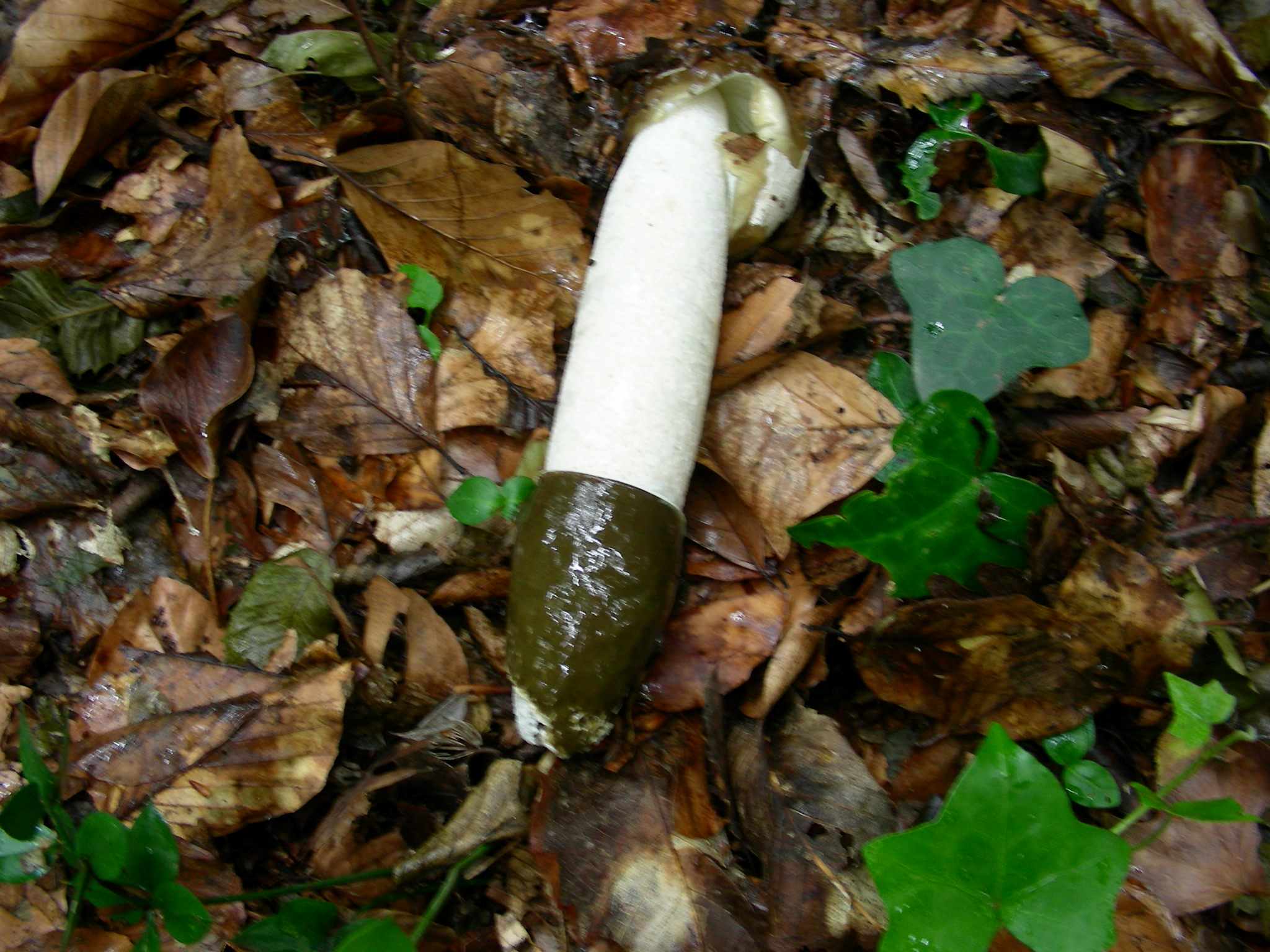 1360 Giugno vecchio ritrovamento