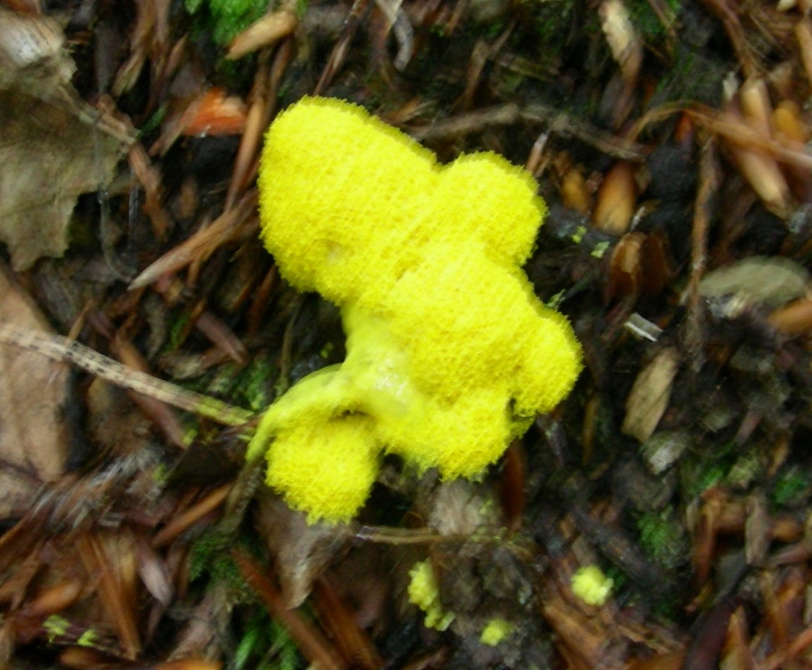 1363 Giugno vecchio ritrovamento