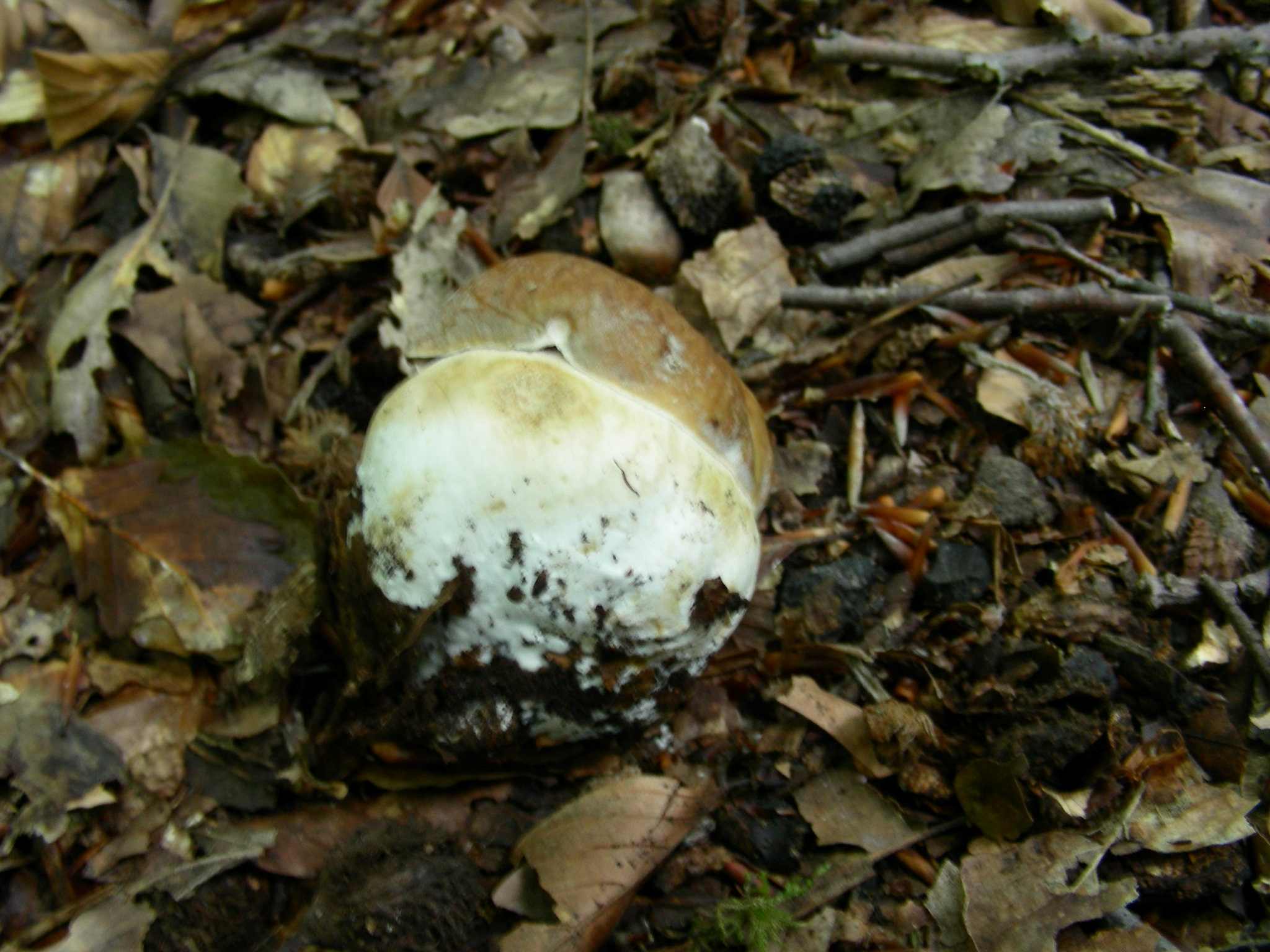 1366 Giugno vecchio ritrovamento