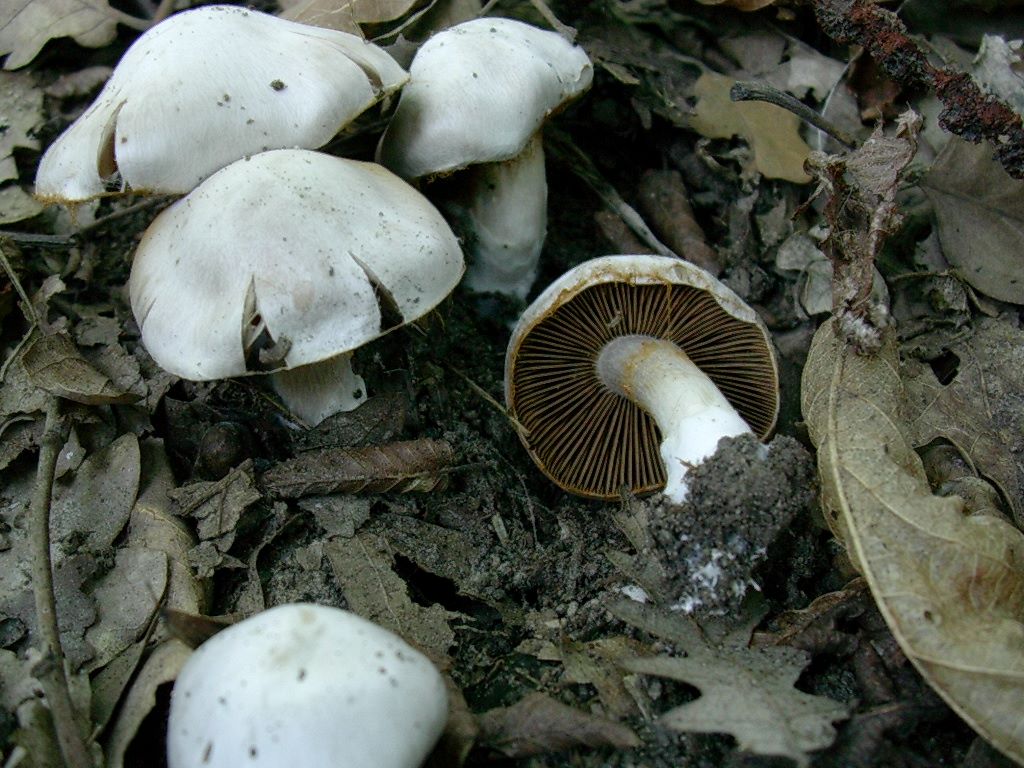1796 Ottobre vecchio ritrovamento