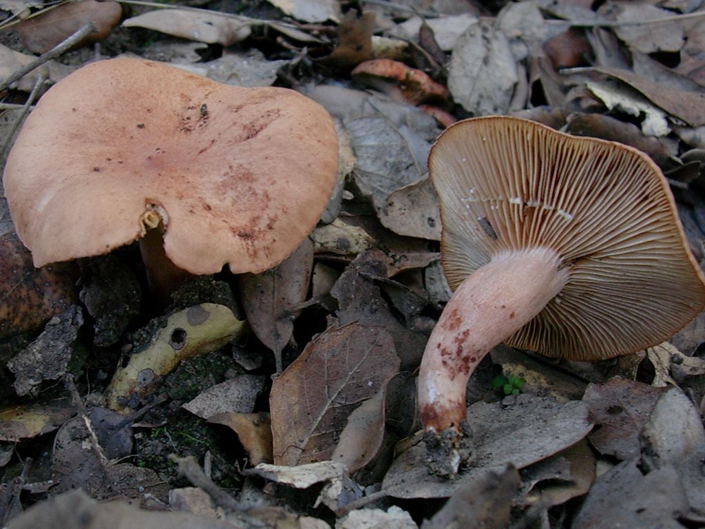 1802 Ottobre vecchio ritrovamento