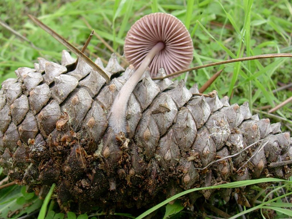 1804 Ottobre vecchio ritrovamento