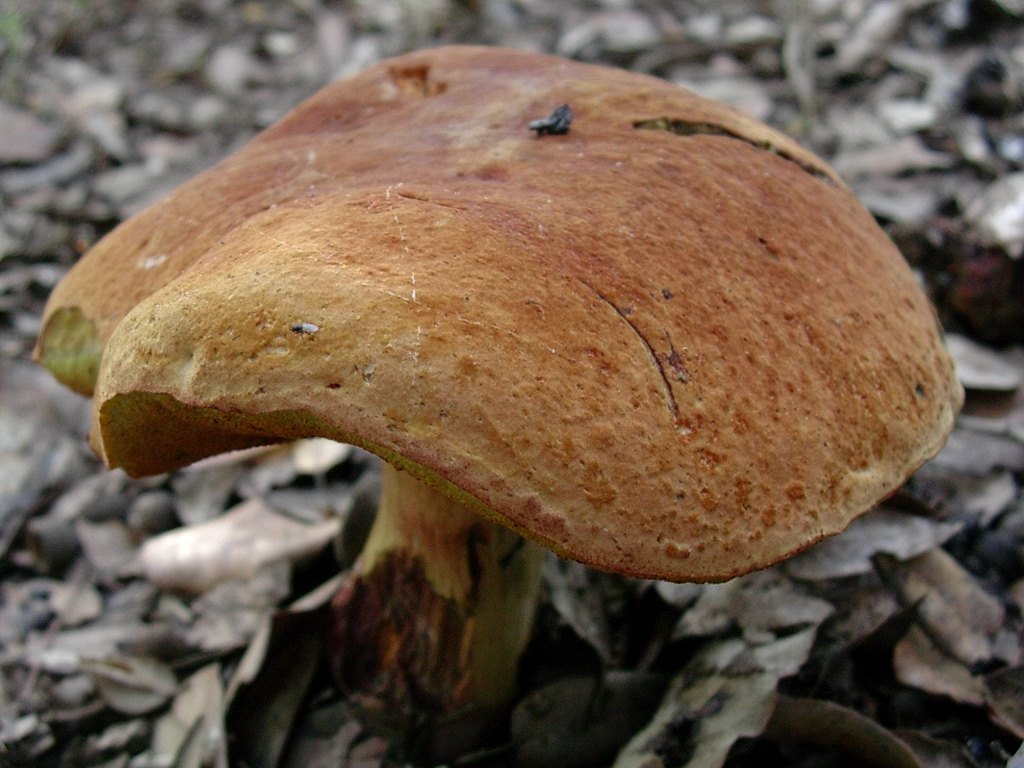 1805 Ottobre vecchio ritrovamento