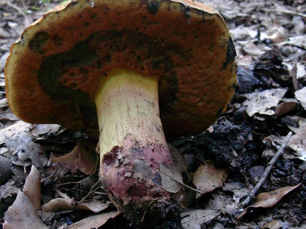 1805 Ottobre vecchio ritrovamento