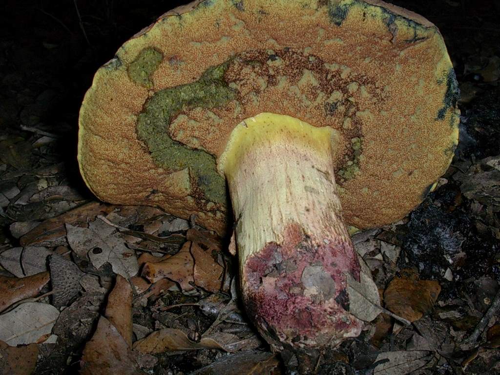 1805 Ottobre vecchio ritrovamento