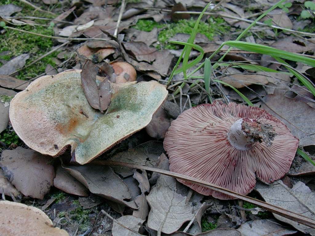 1806 Ottobre vecchio ritrovamento