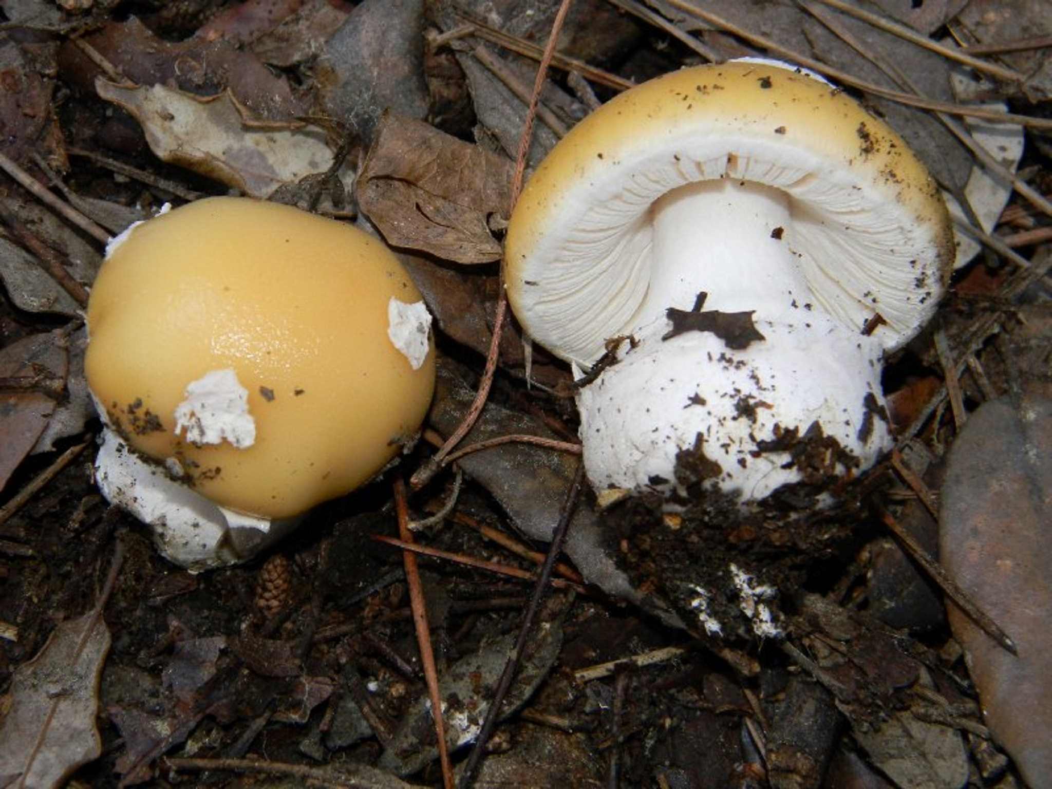 1816 Novembre vecchio ritrovamento