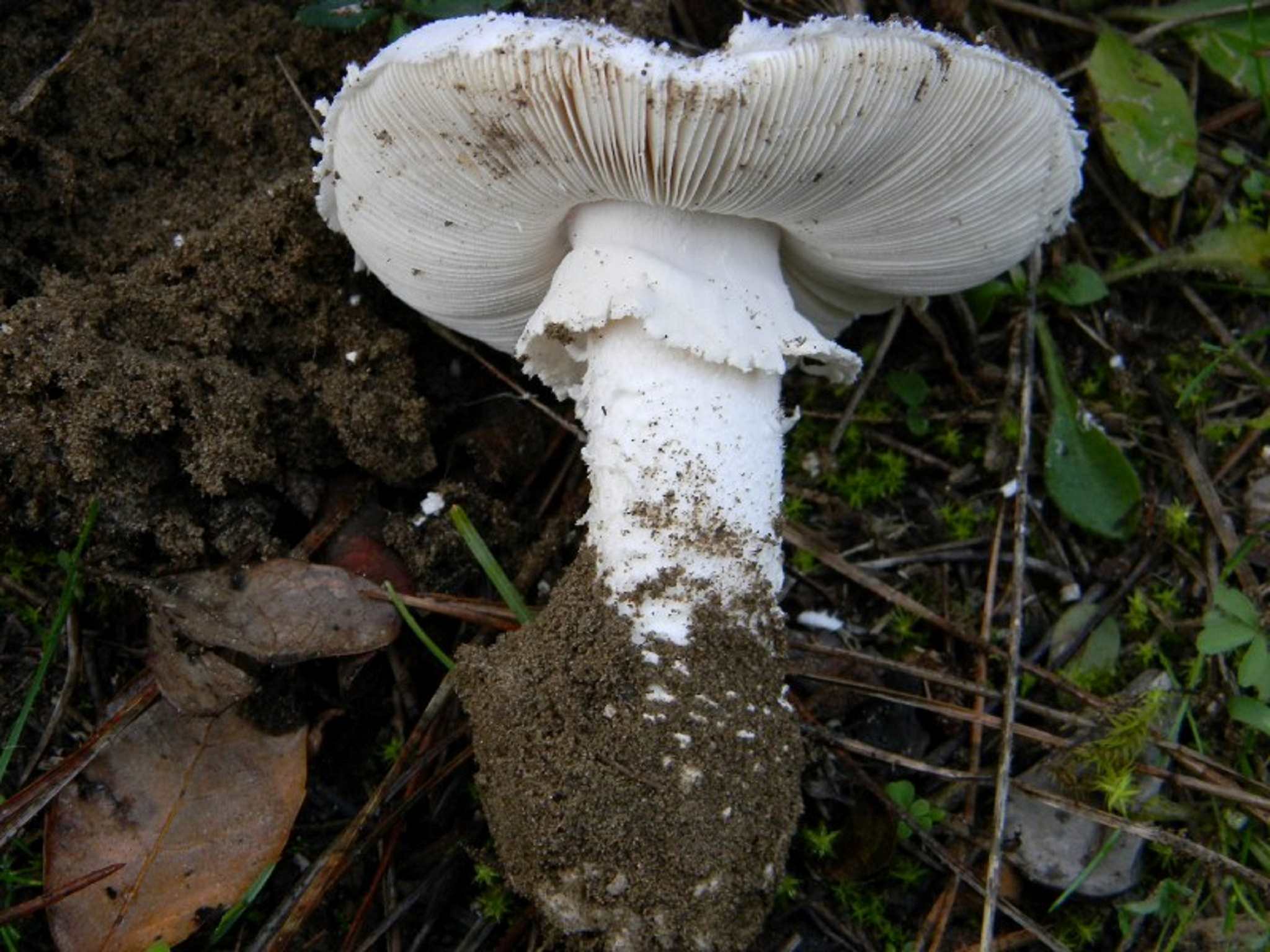 1817 Novembre vecchio ritrovamento