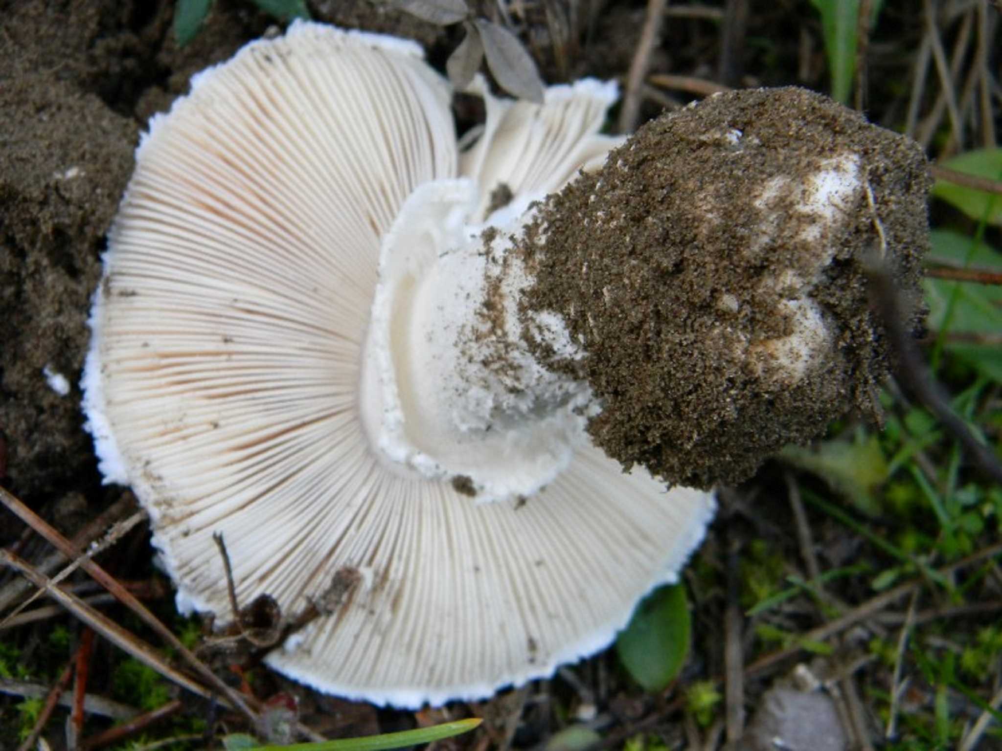 1817 Novembre vecchio ritrovamento