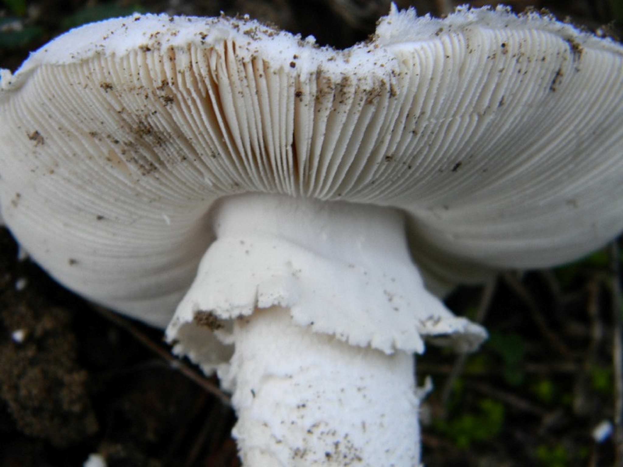 1817 Novembre vecchio ritrovamento