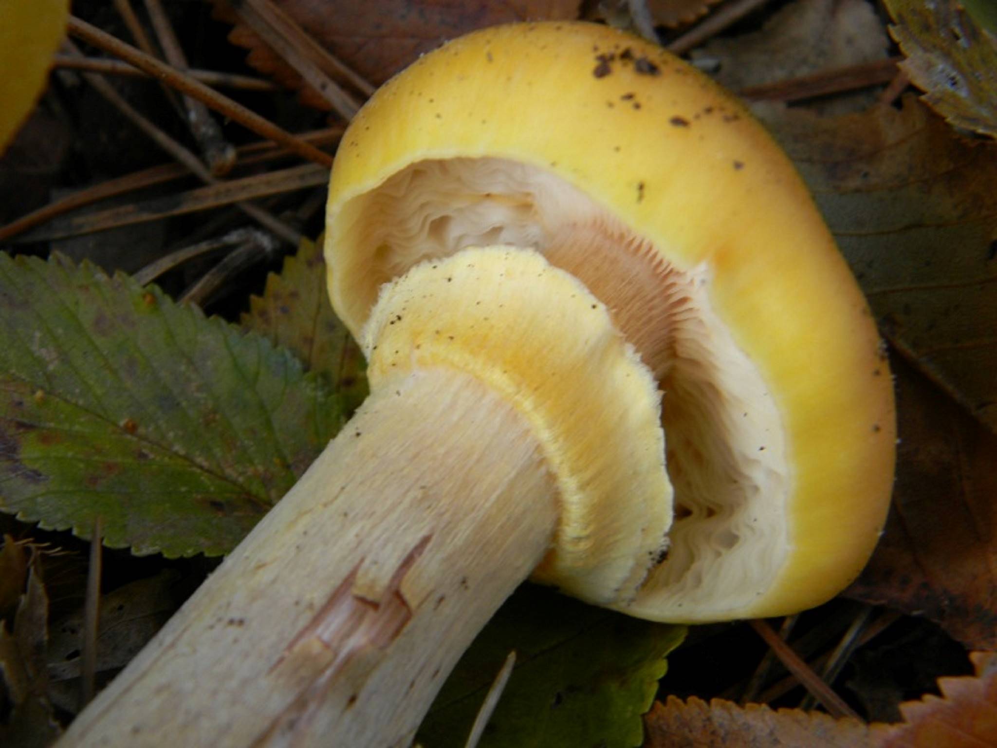 1818 Novembre vecchio ritrovamento