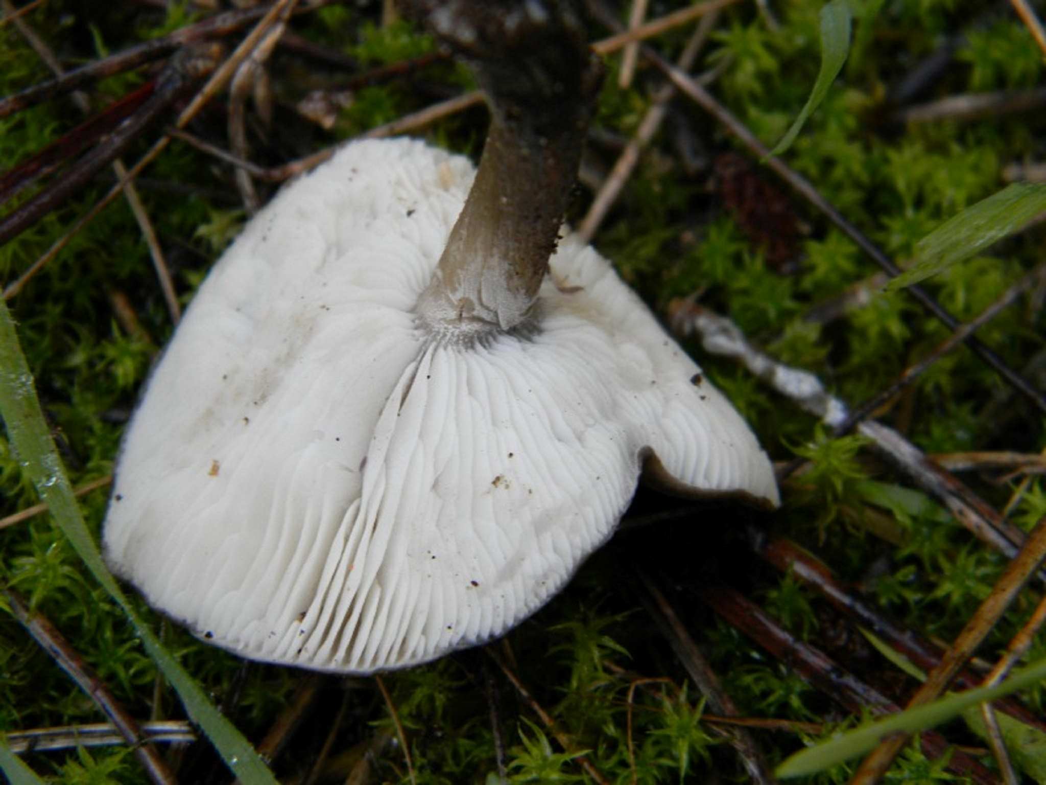 1819 Novembre vecchio ritrovamento