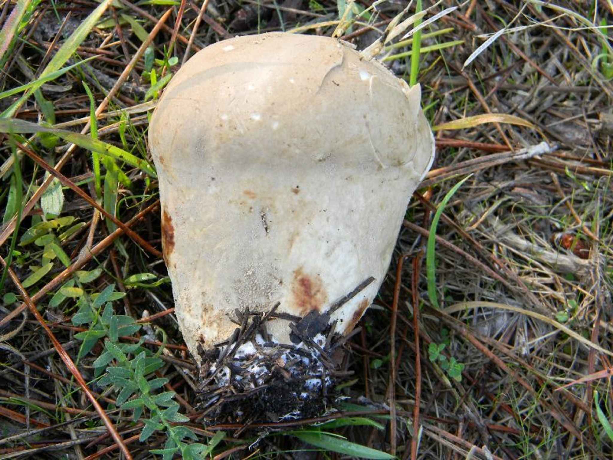 1820 Novembre vecchio ritrovamento