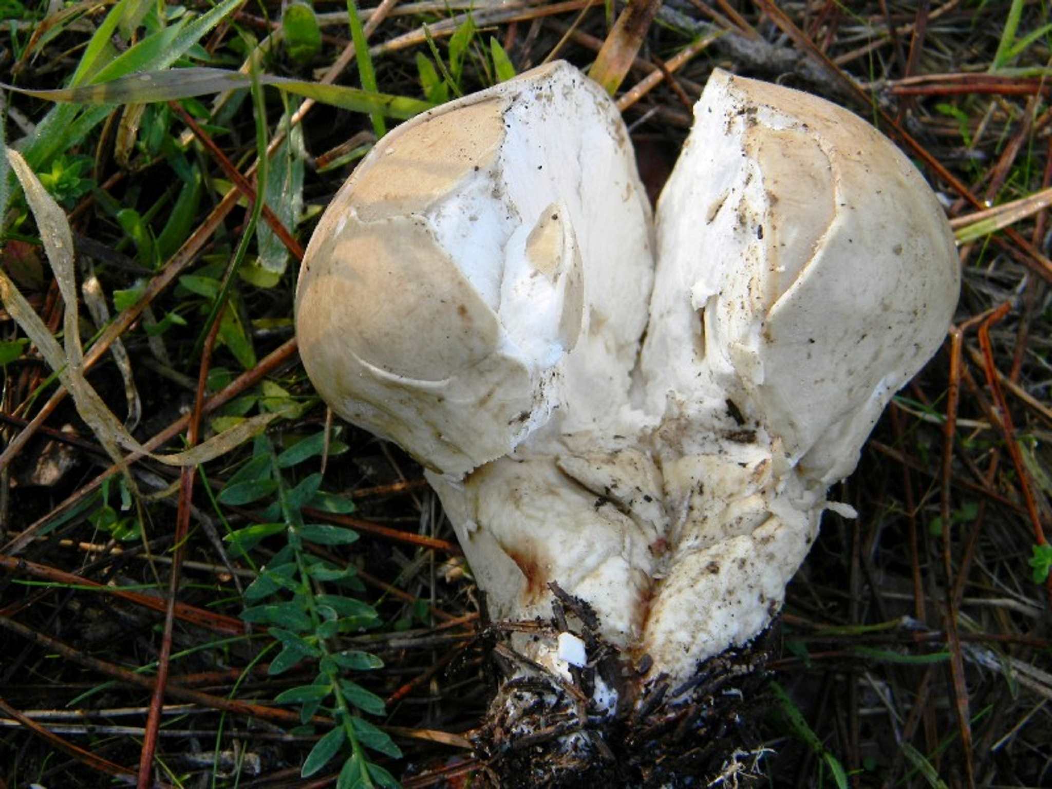 1820 Novembre vecchio ritrovamento