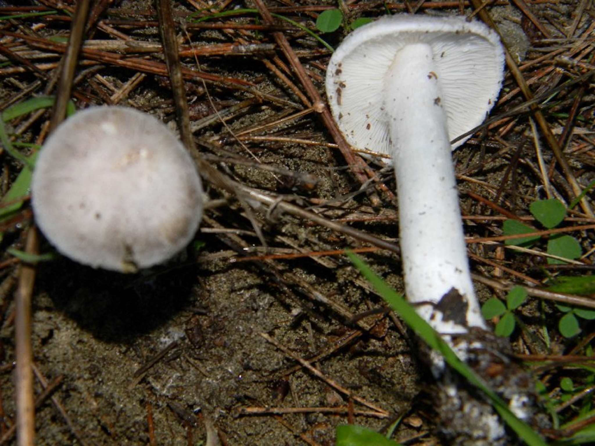 1821 Novembre vecchio ritrovamento