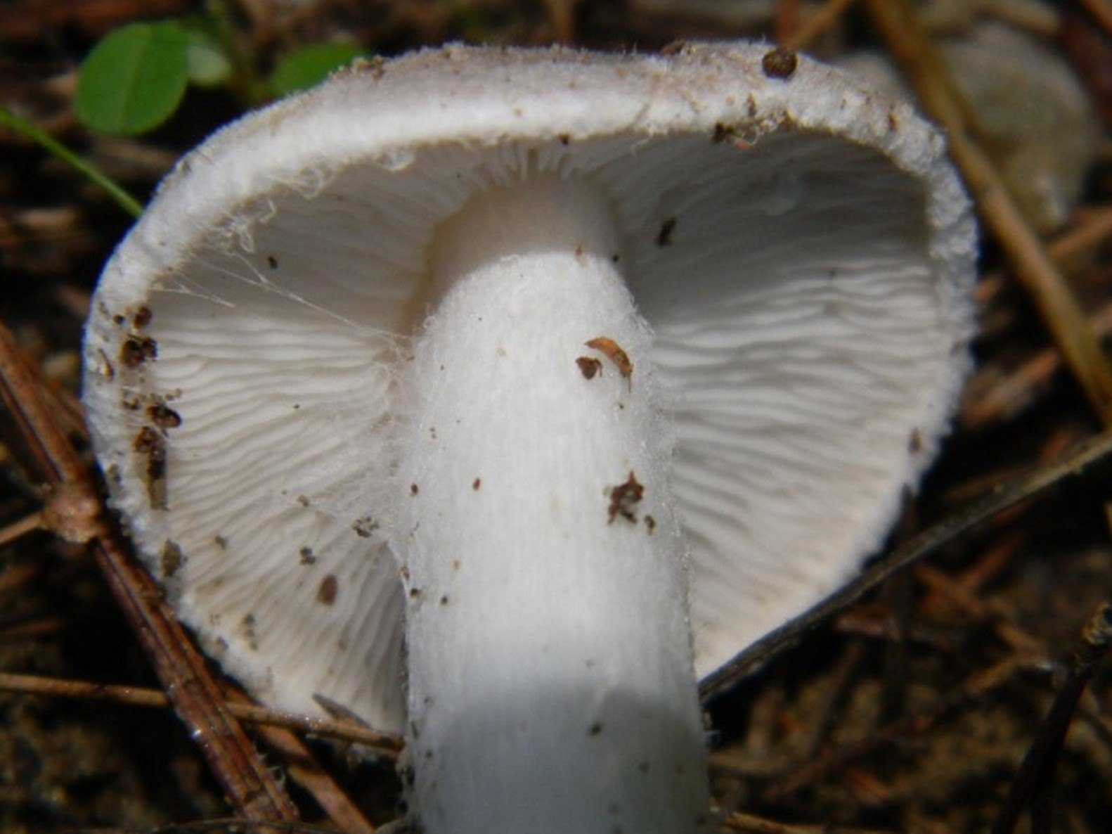 1821 Novembre vecchio ritrovamento