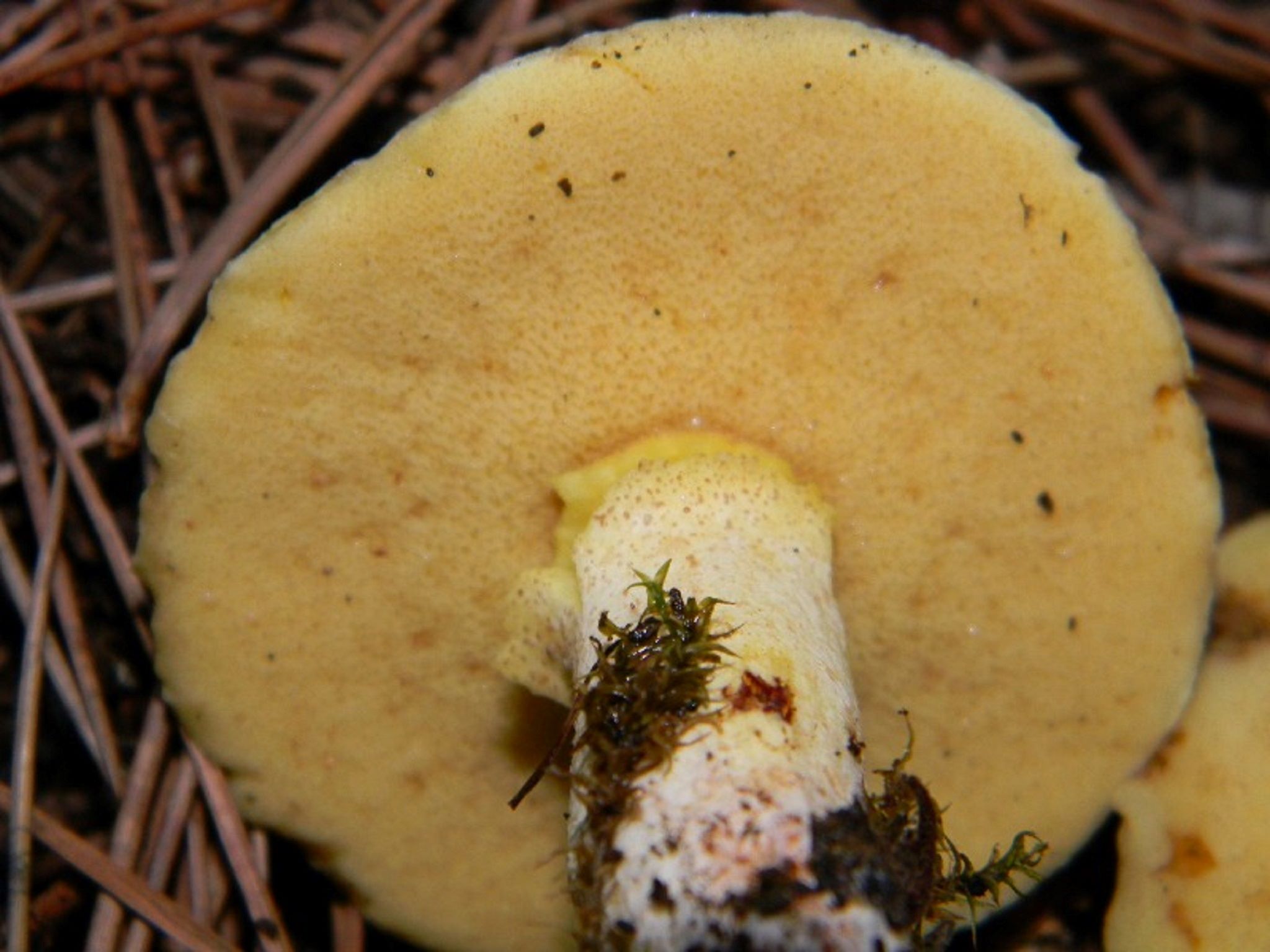 1822 Novembre vecchio ritrovamento