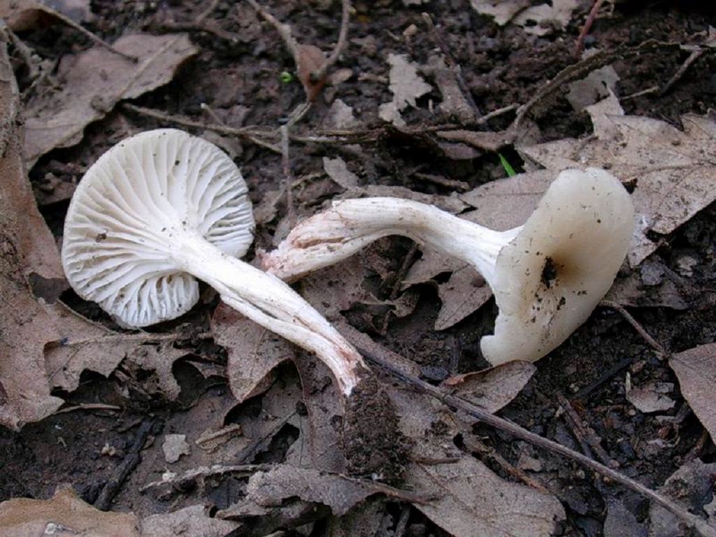 1807 Novembre vecchio ritrovamento