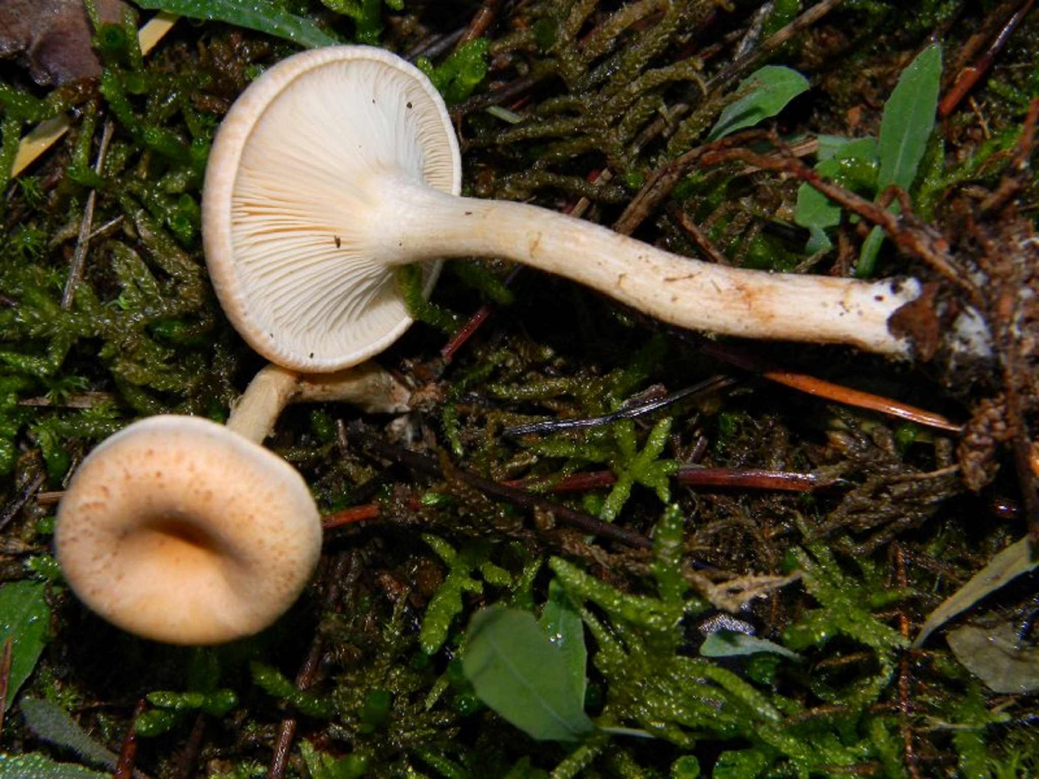 1825 Novembre vecchio ritrovamento